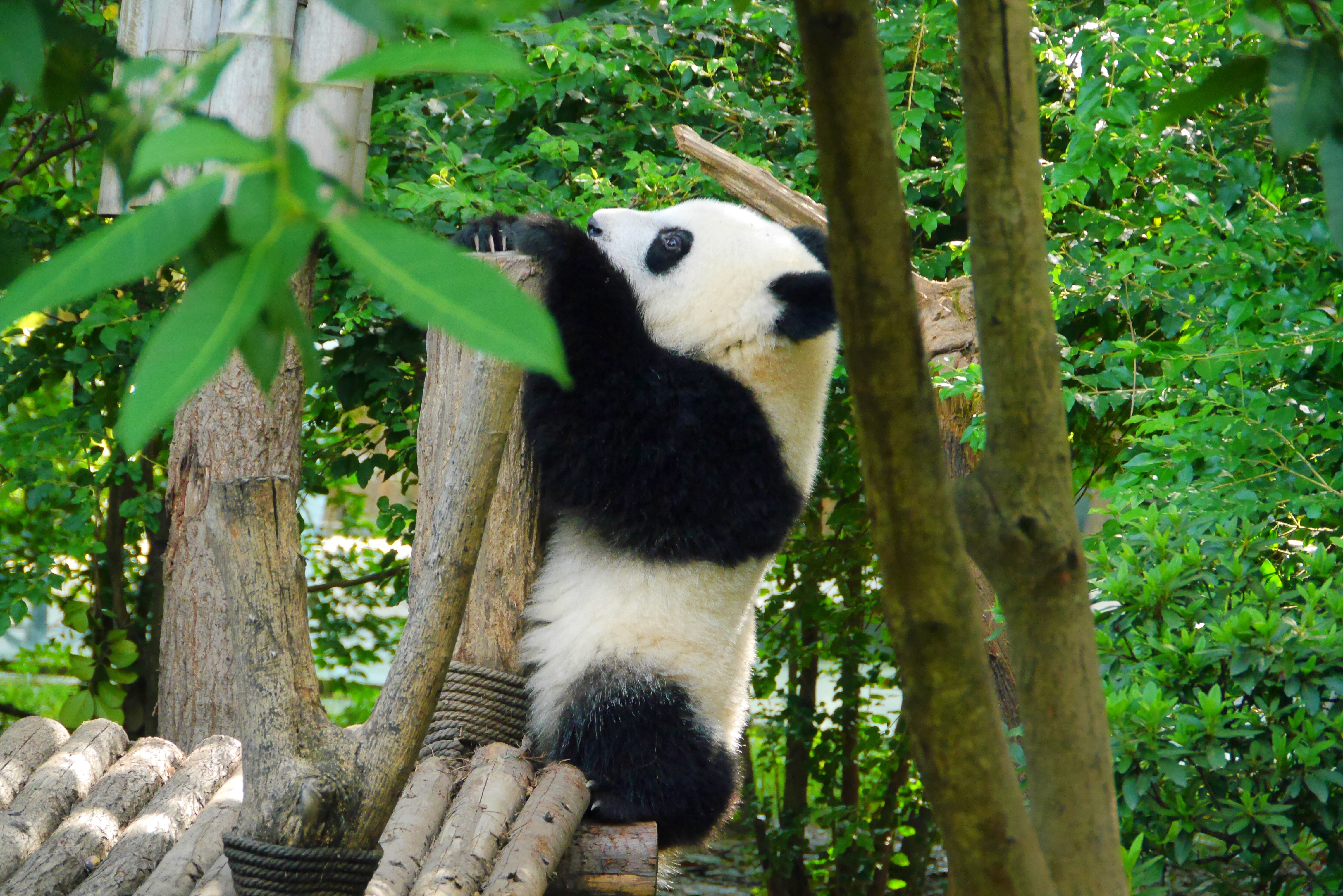 Panda Animal Trees Leaves