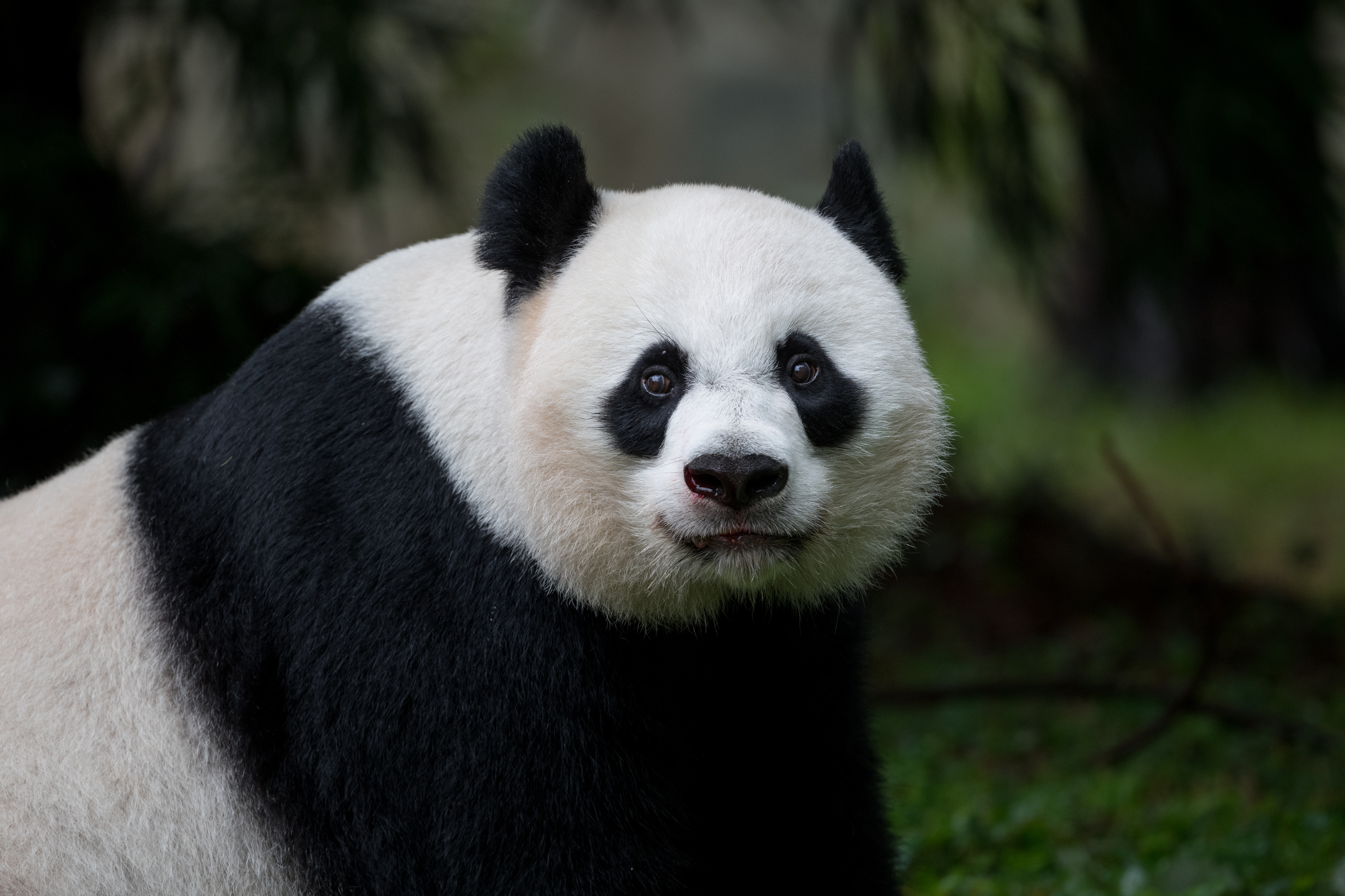 Panda Glance Animal