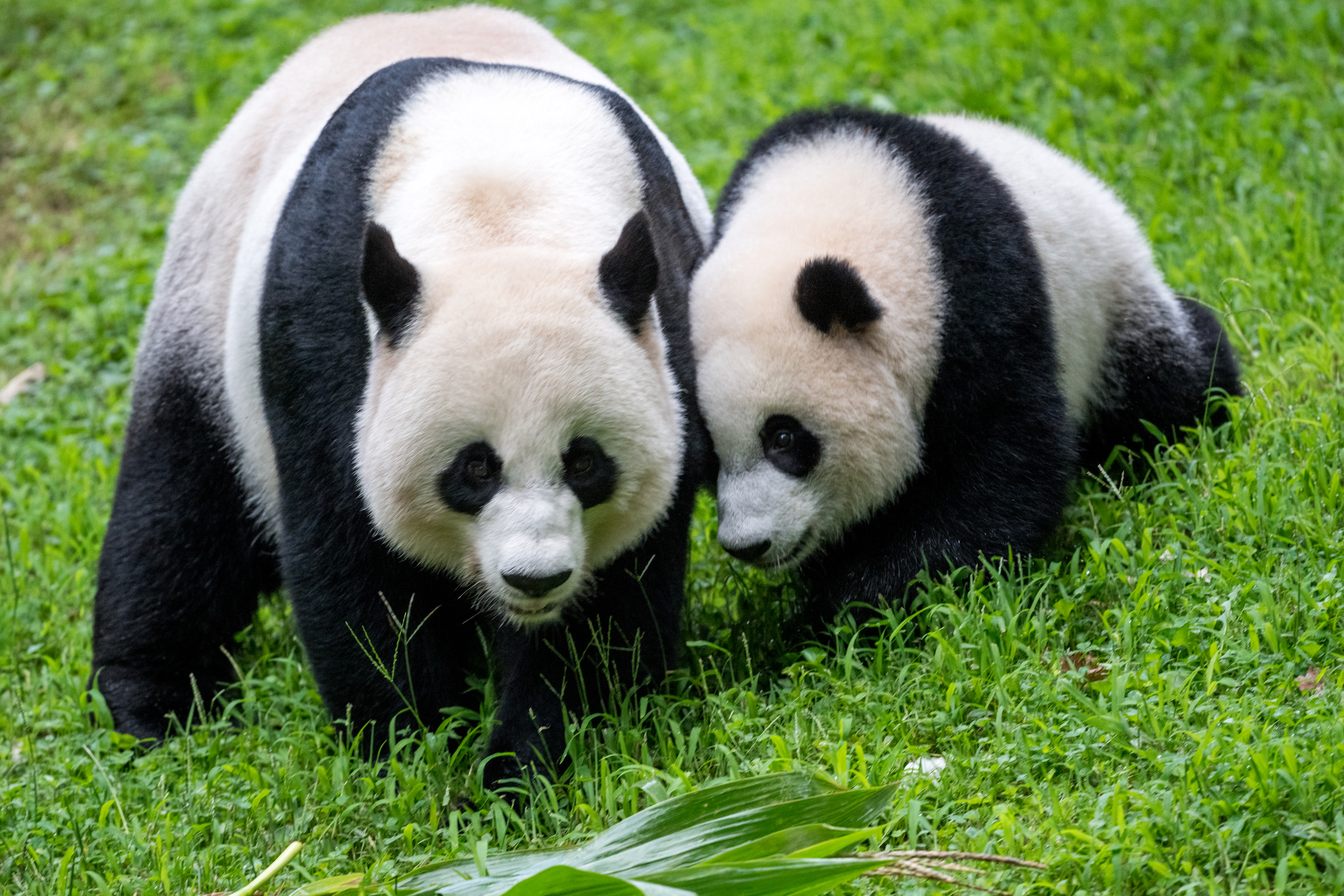 Pandas Animals Family