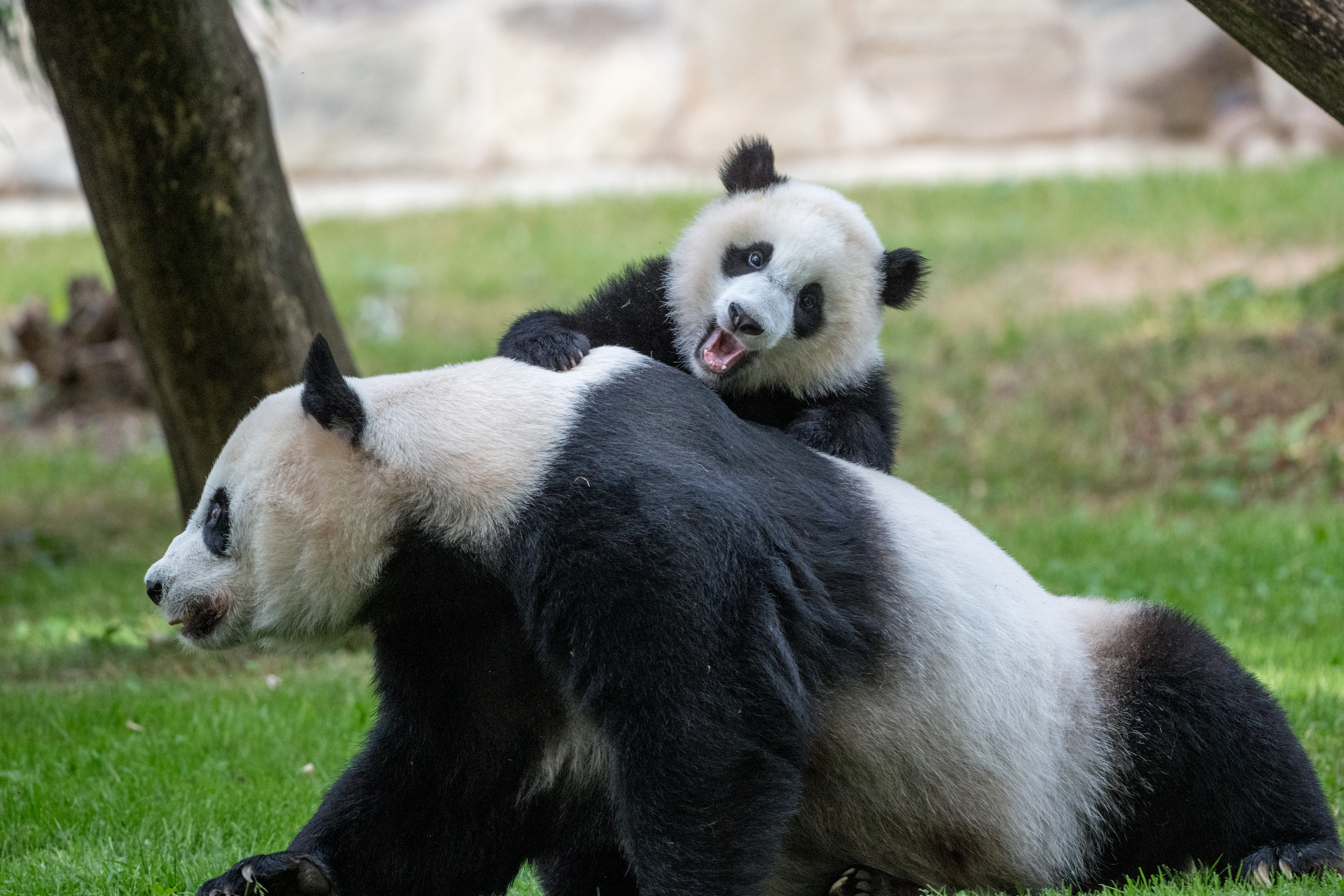 Pandas Animals Glance Fluffy Cub