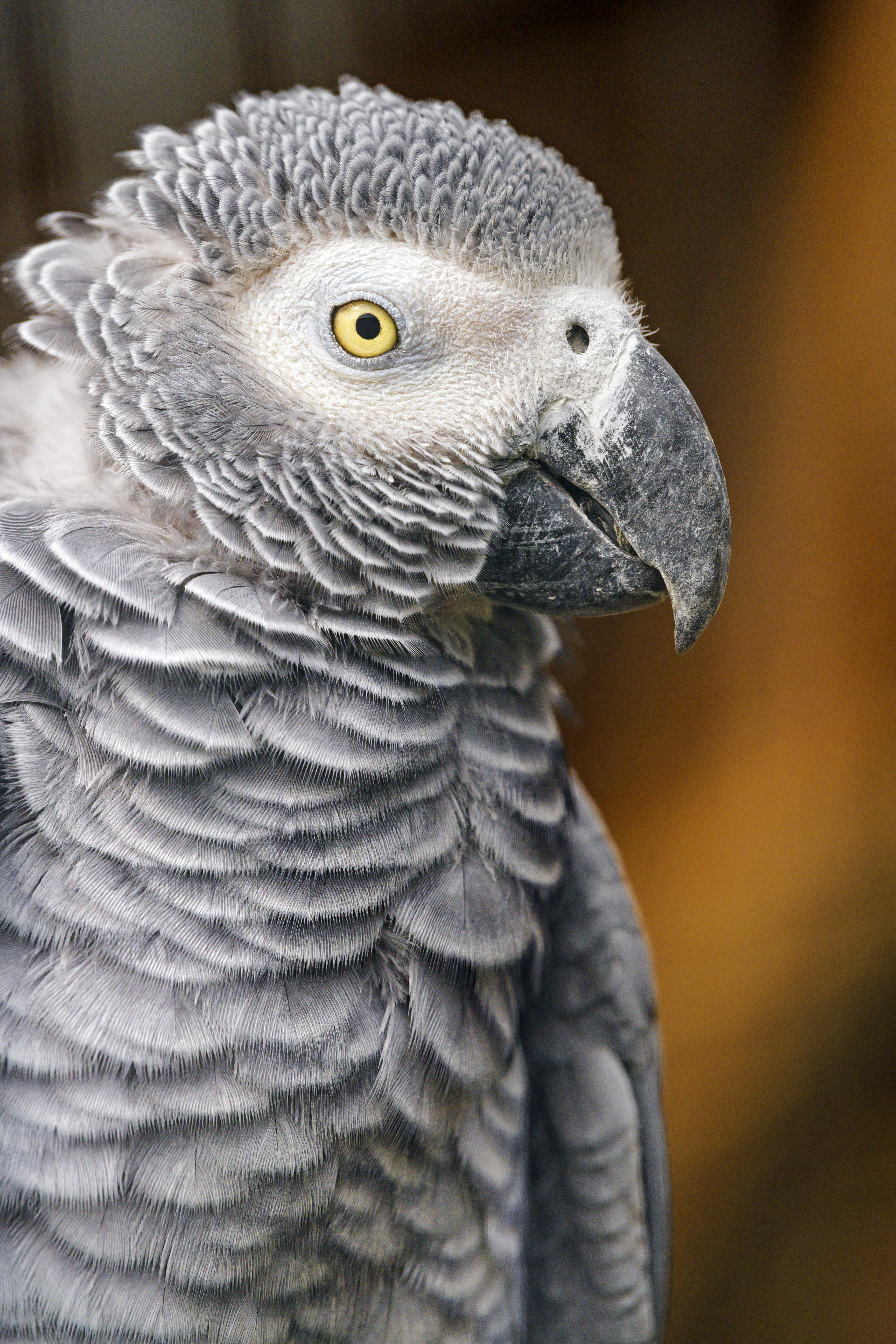 Parrot Bird Beak Gray