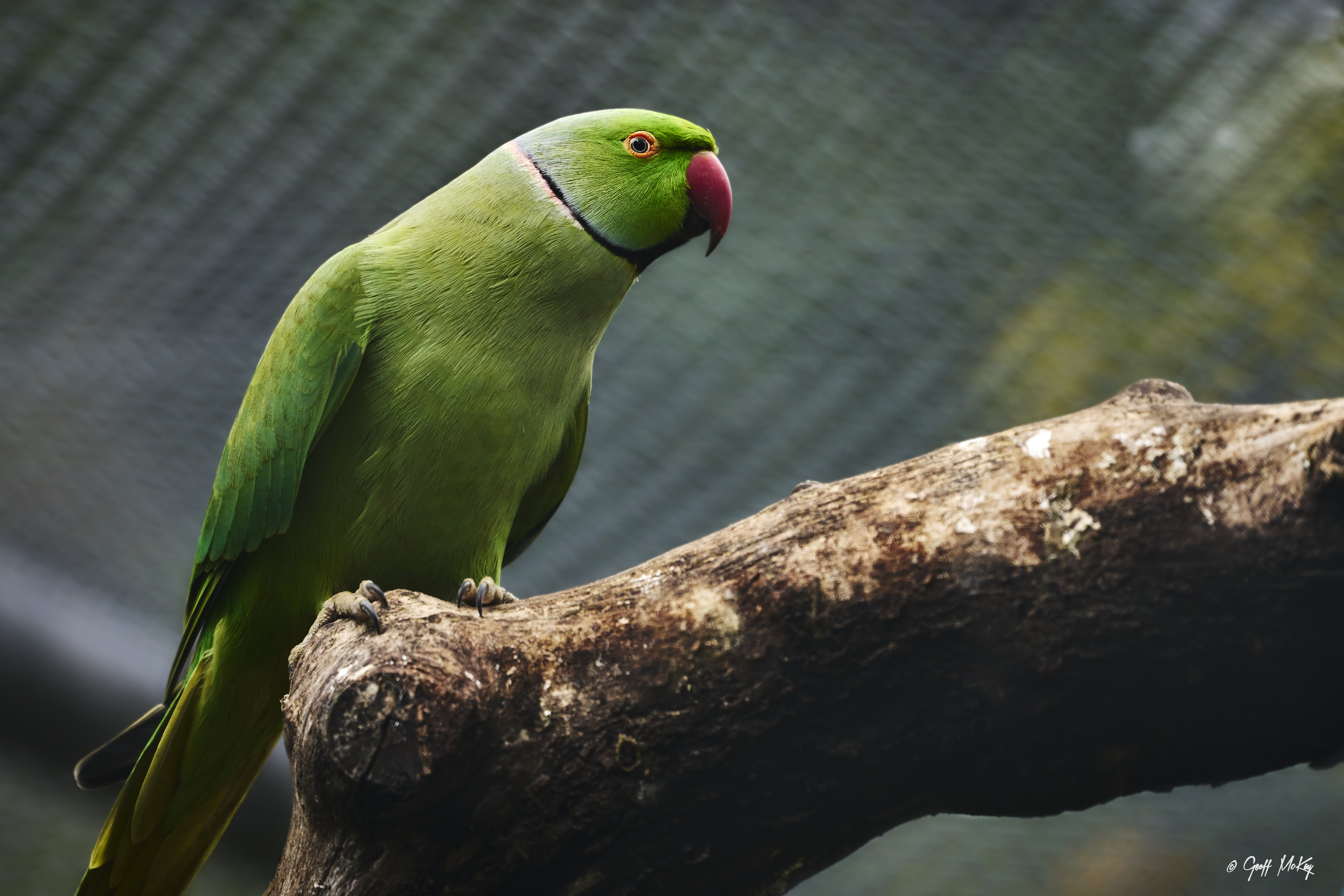 Parrot Bird Beak Green Branch