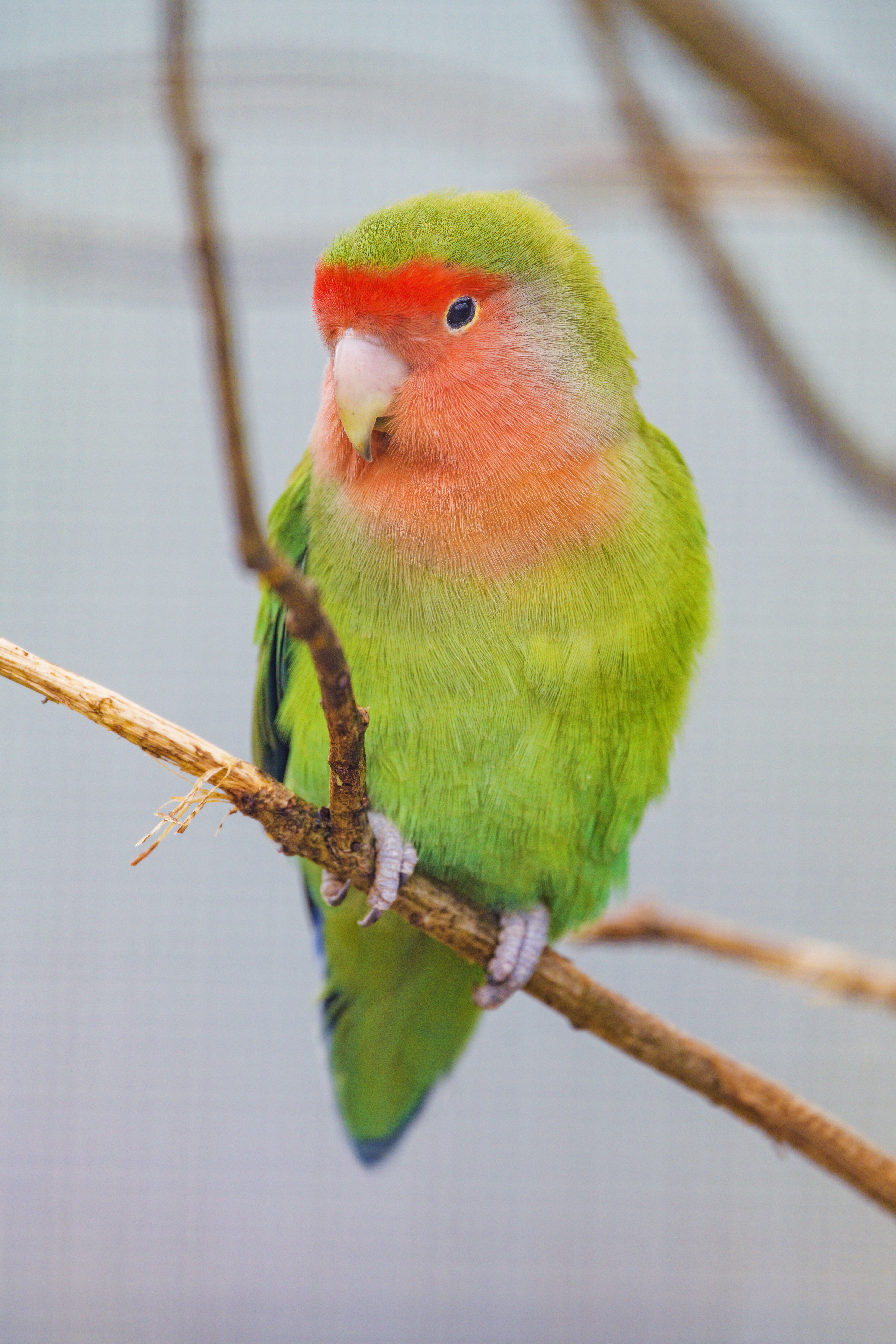 Parrot Bird Bright Branches