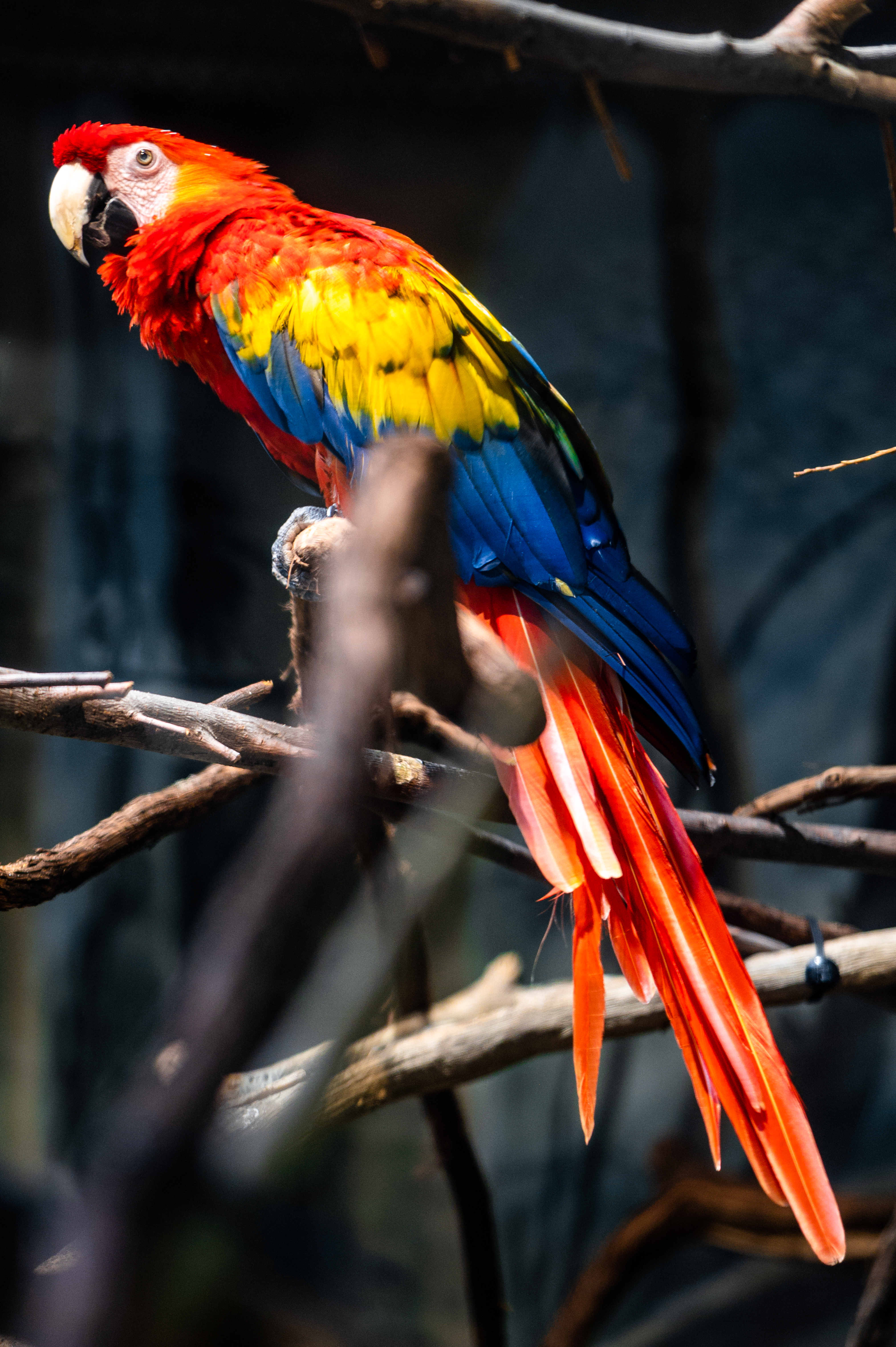 Parrot Bird Colorful Branches Tree