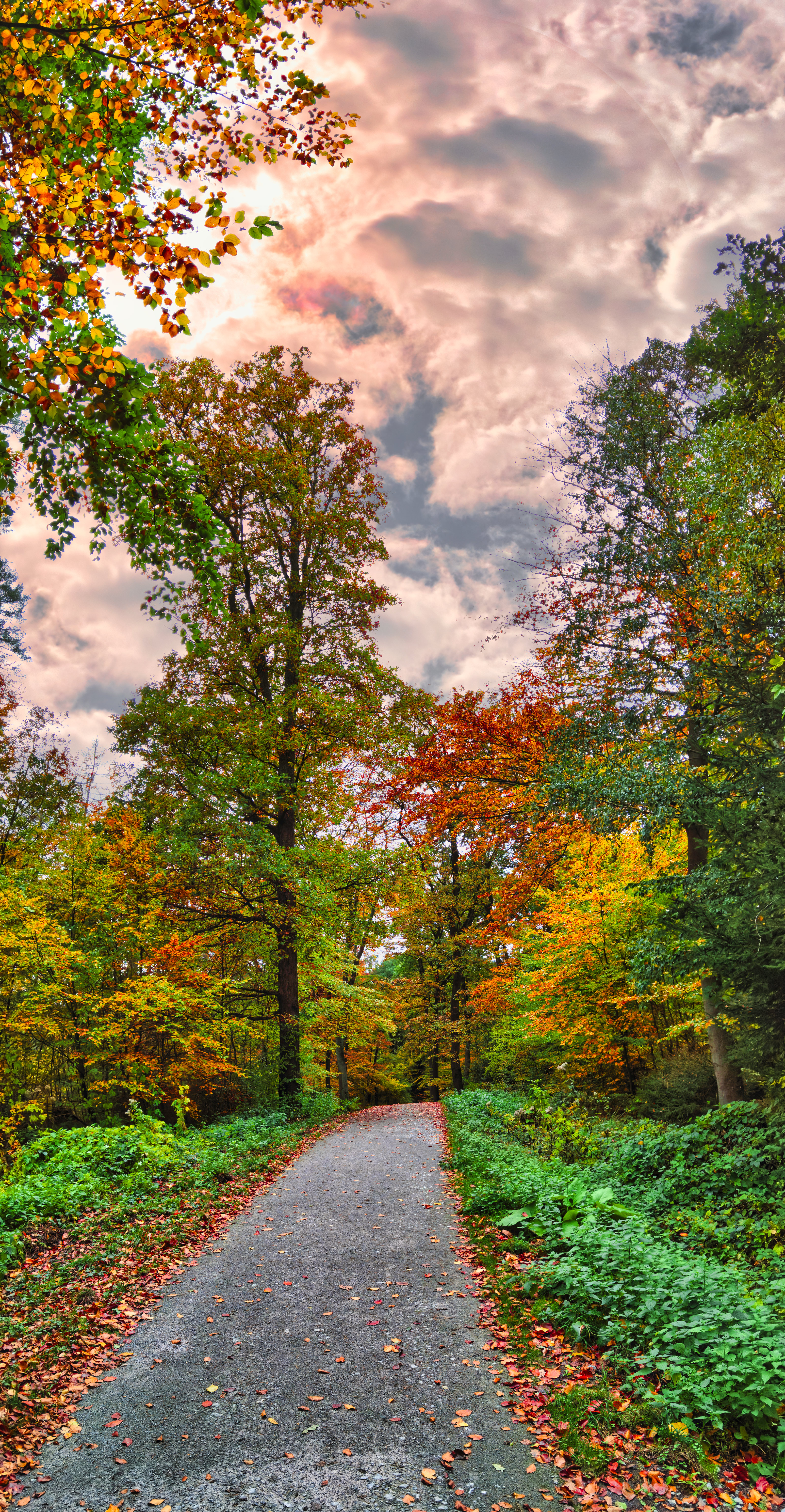 Path Forest Trees Autumn Nature Bright