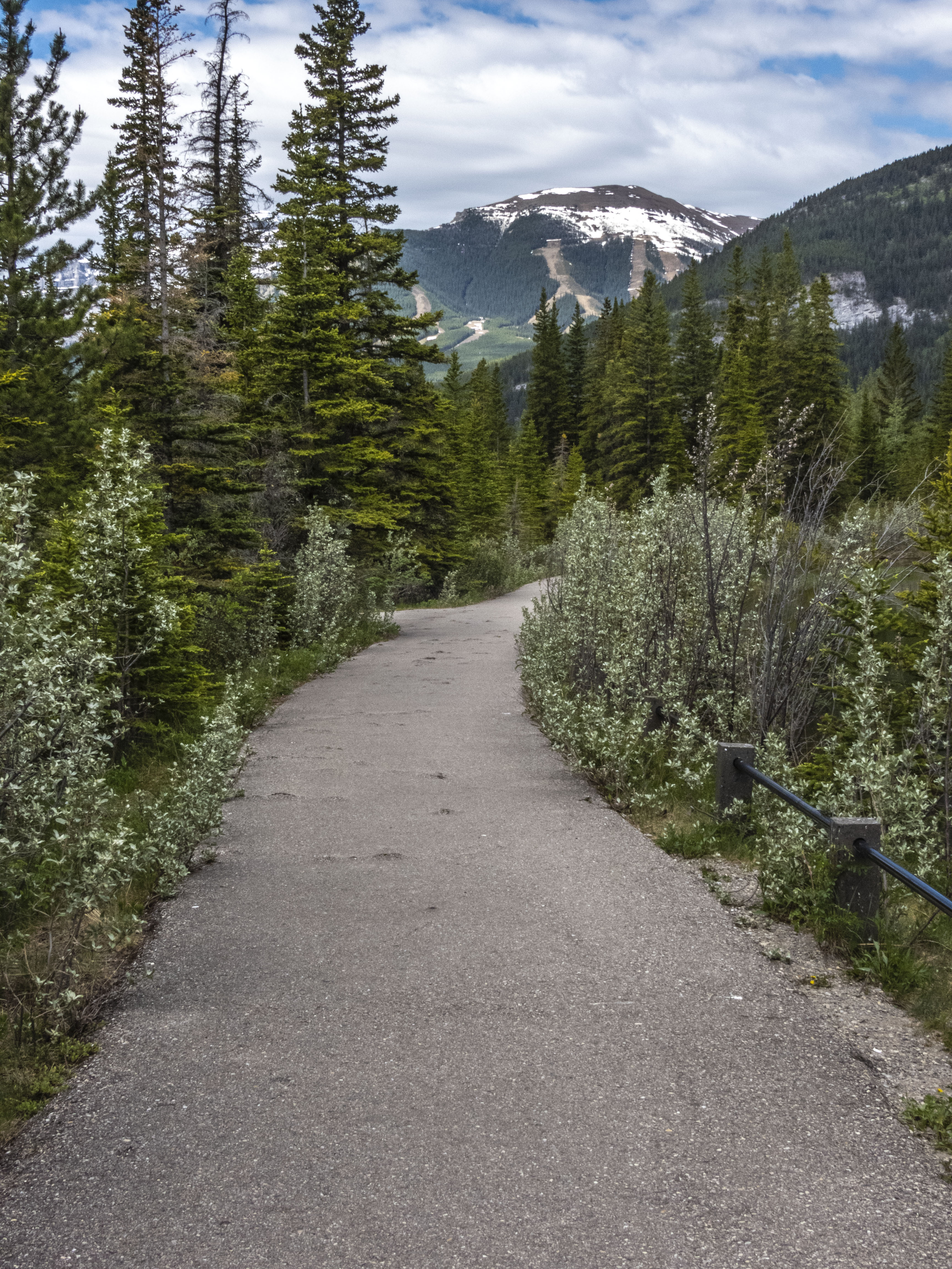 Path Forest Trees Mountains Landscape