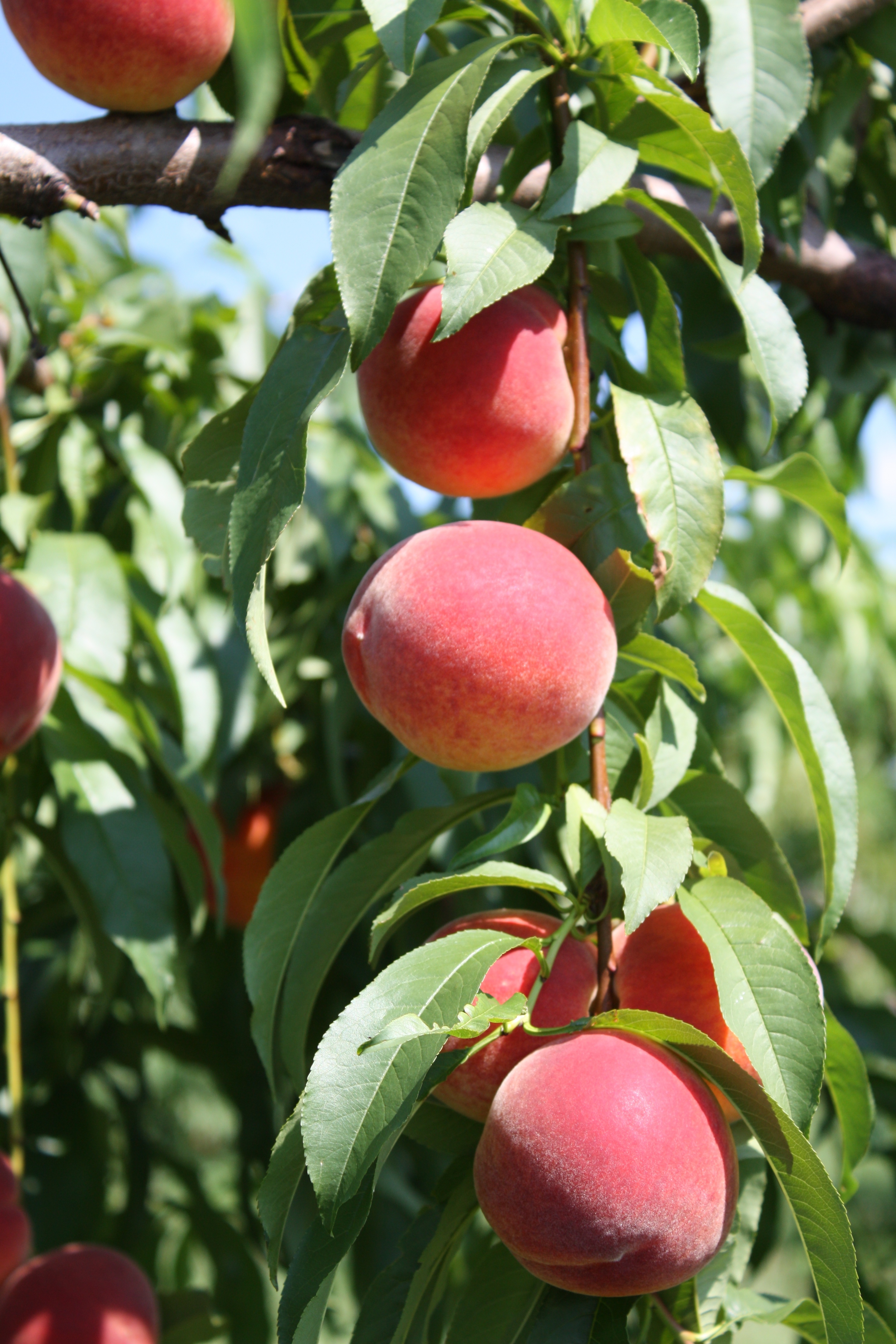 Peaches Fruit Ripe Branches Leaves Macro