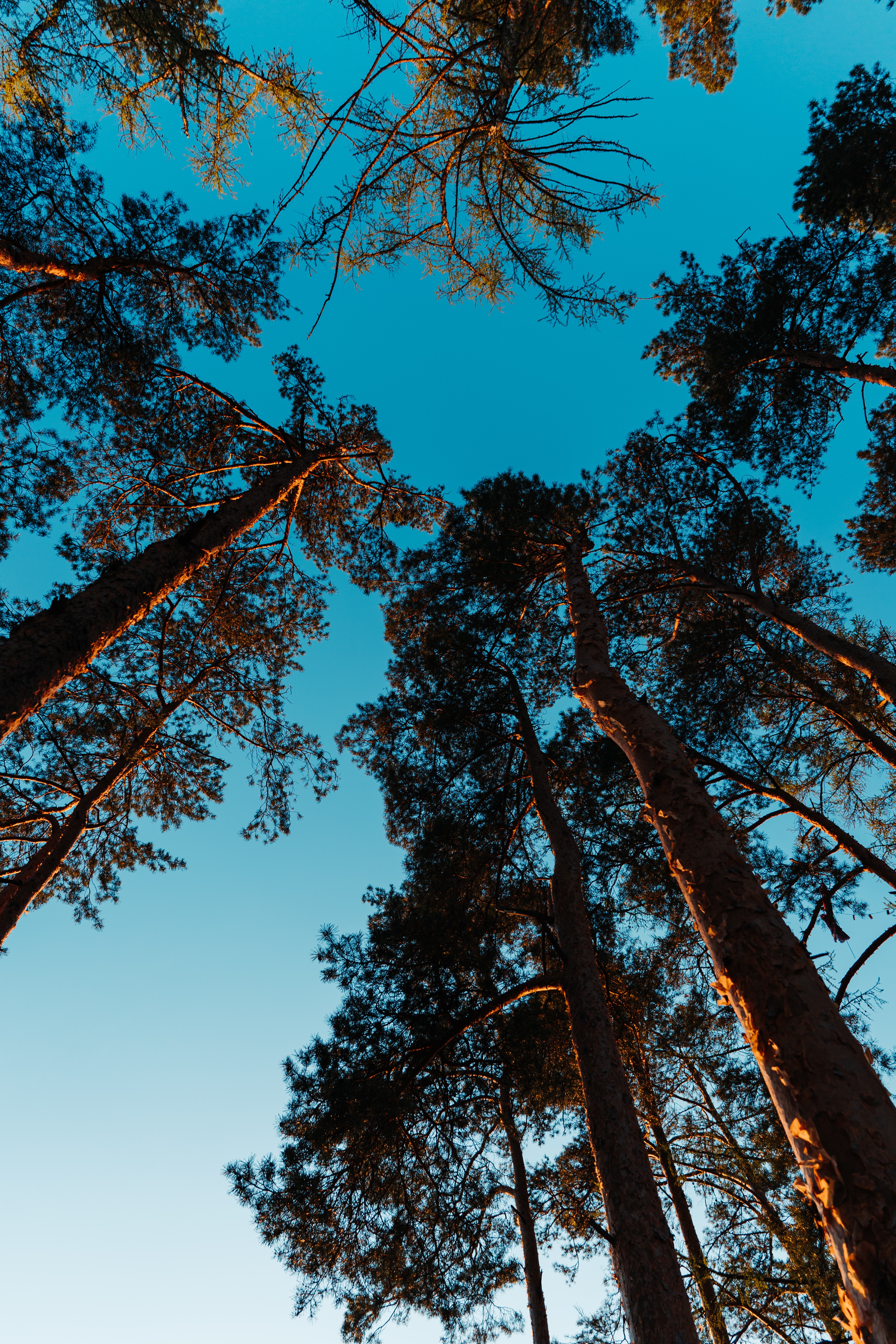 Pines Trees Sky