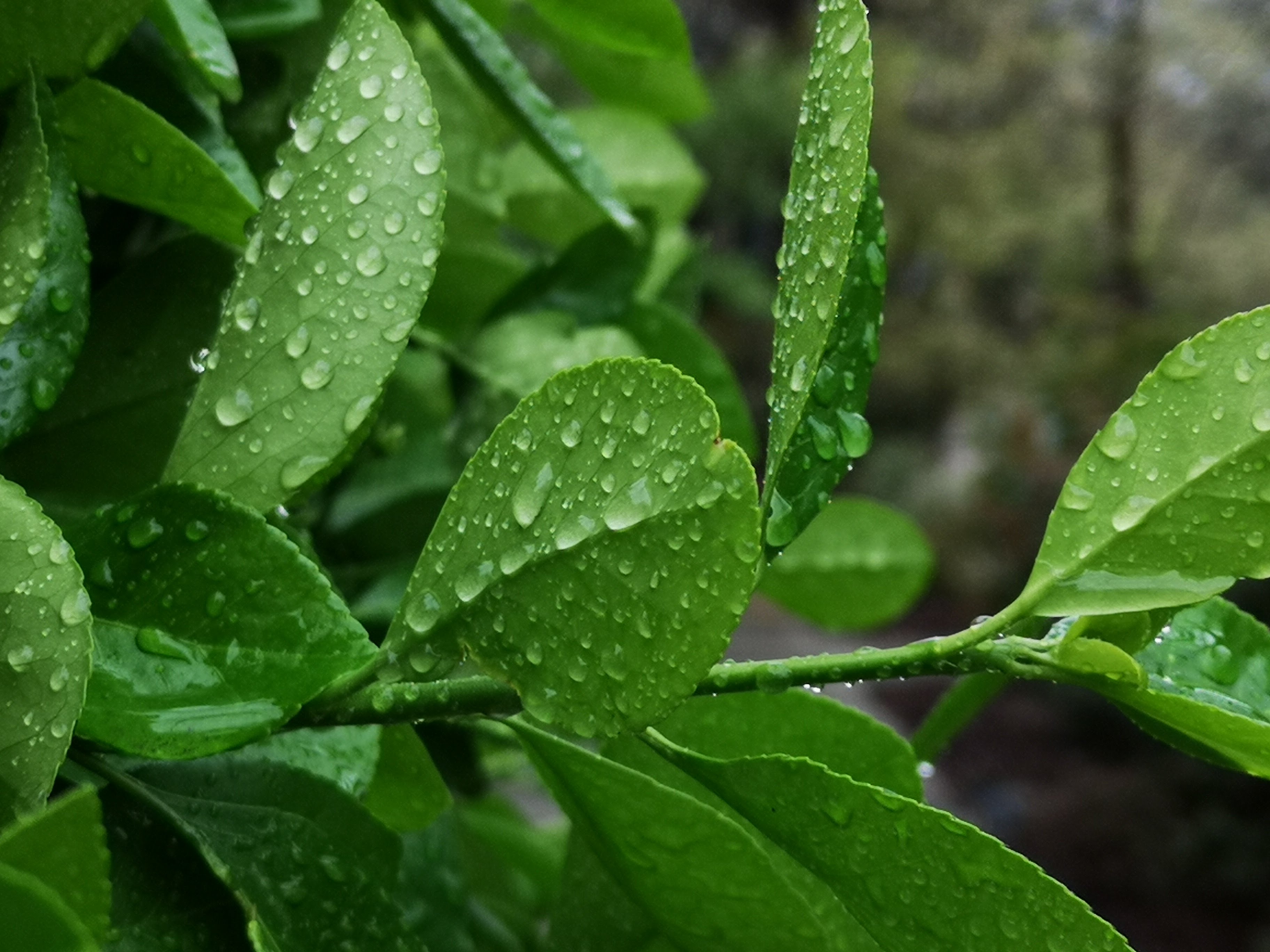 Plant Branch Leaves Drops Macro Green