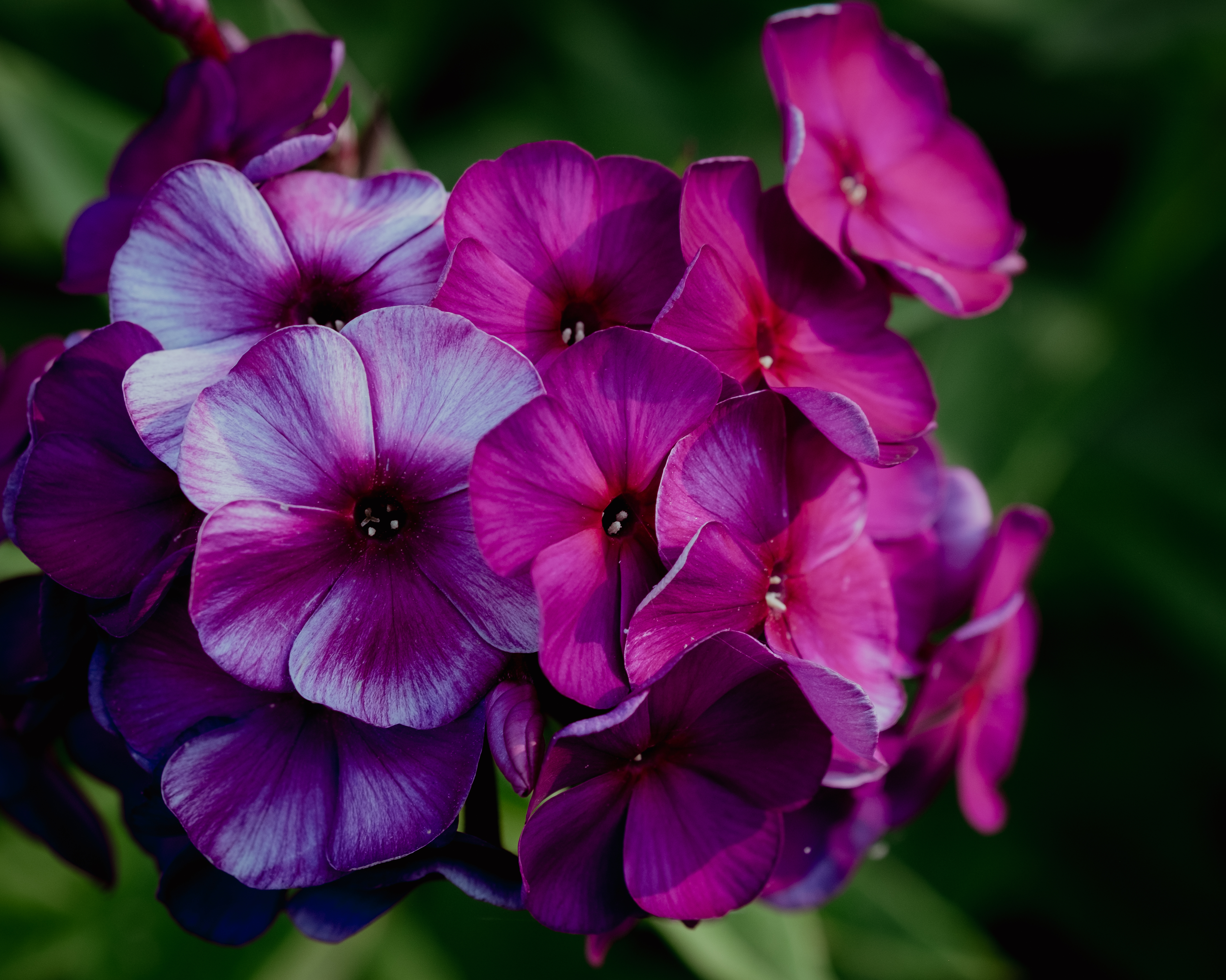 Plant Flowers Petals Macro Purple