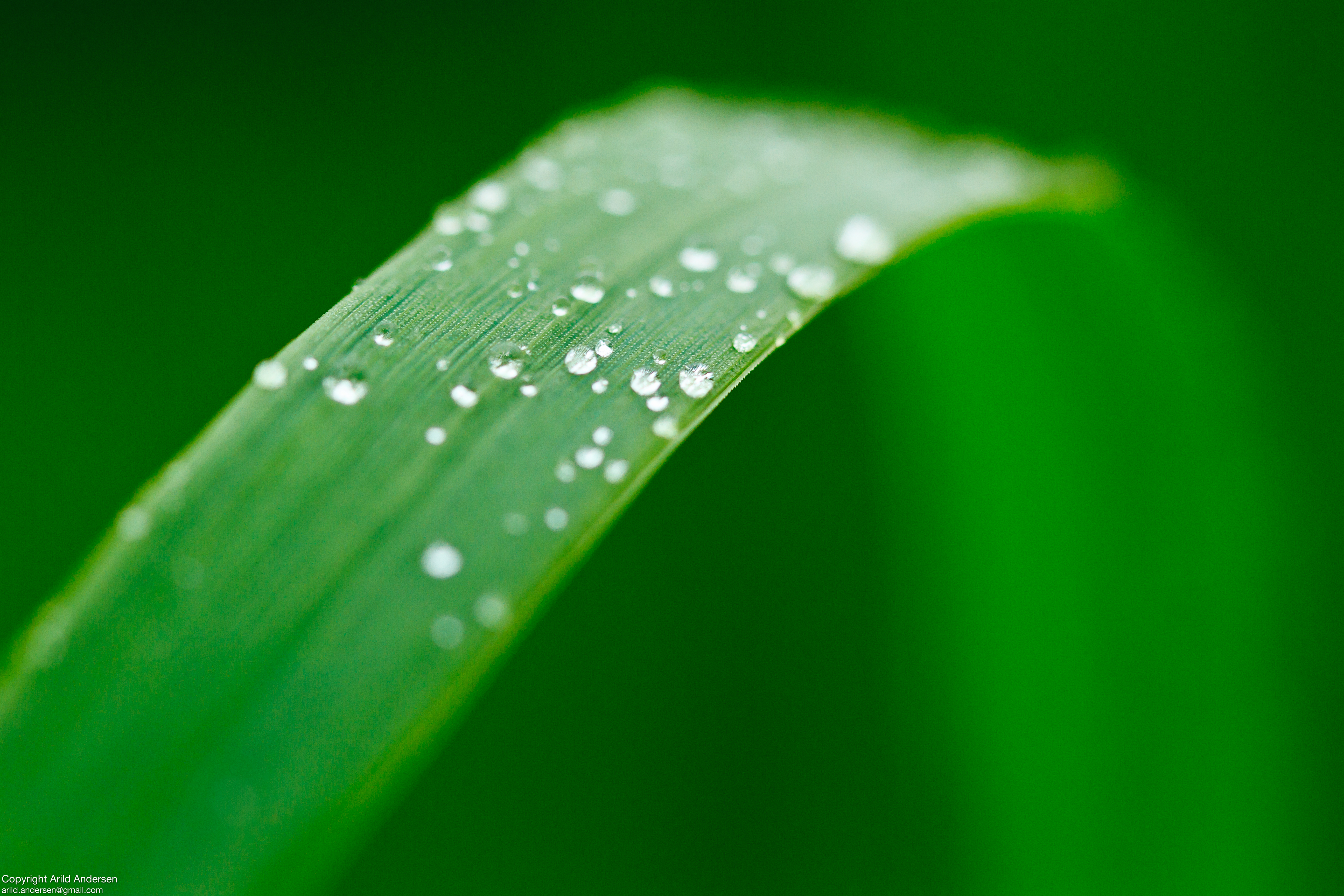 Plant Leaf Drops Wet Macro Green