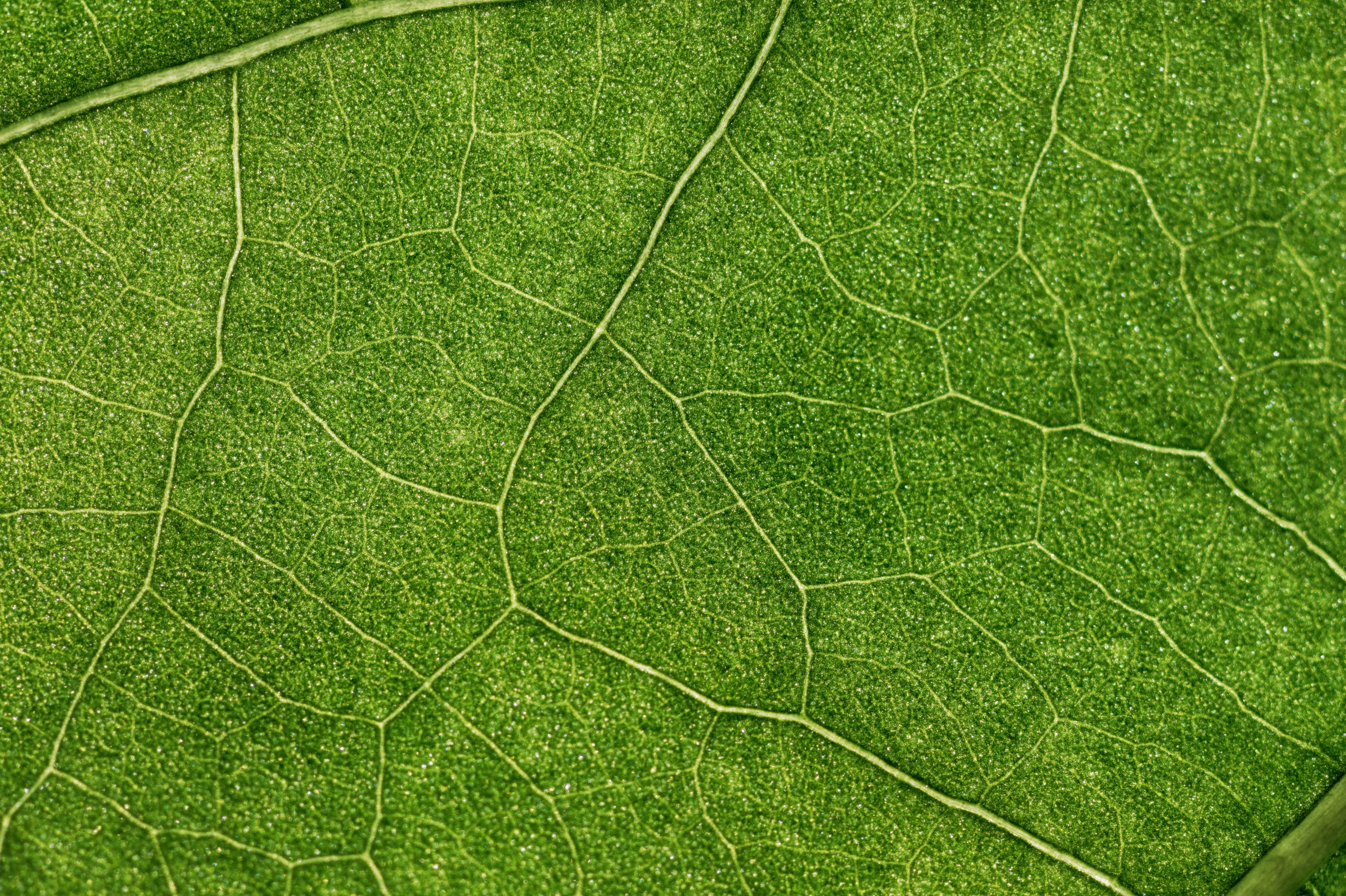 Plant Leaf Veins Macro Green