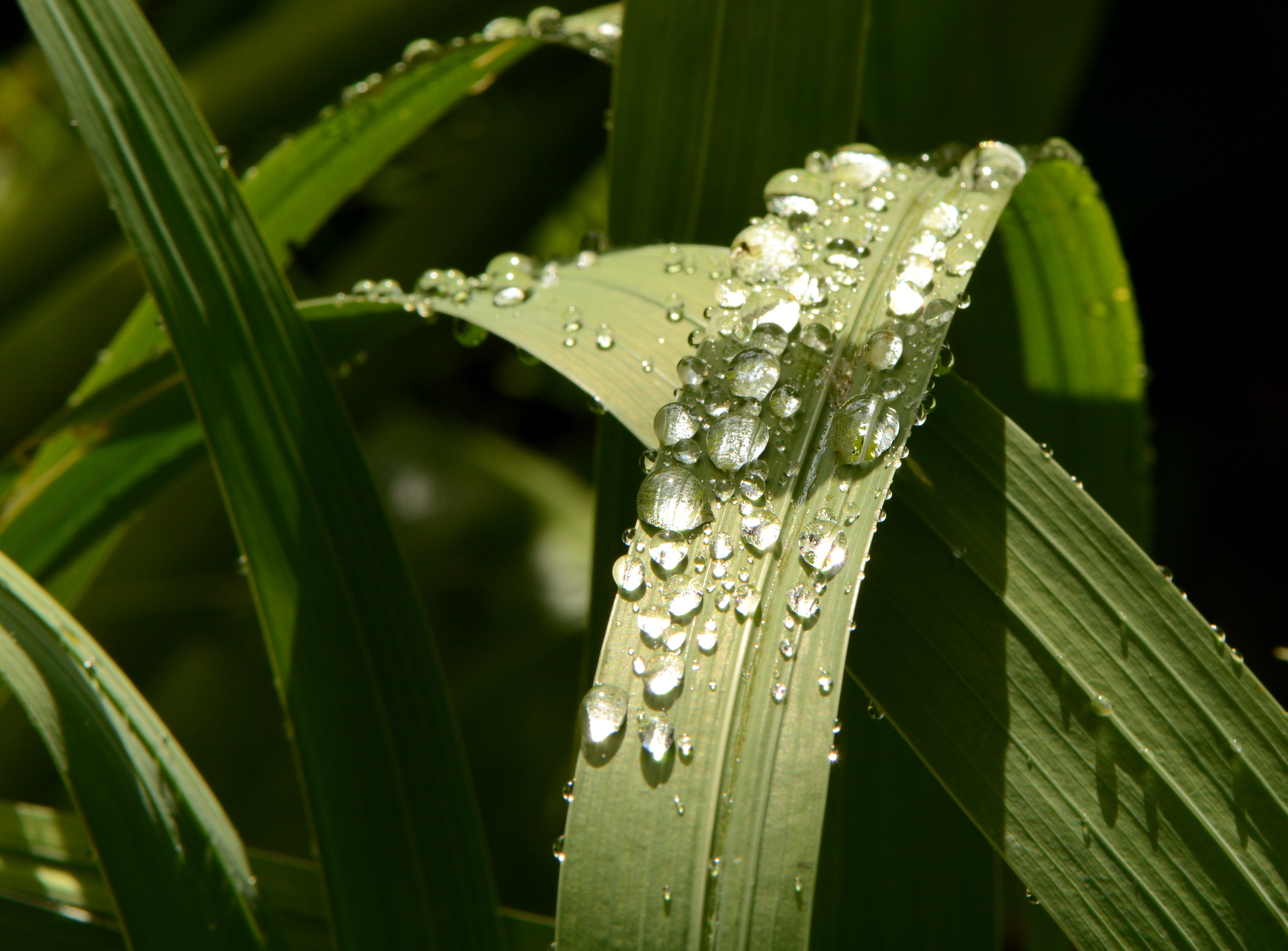 Plant Leaves Drops Green Macro