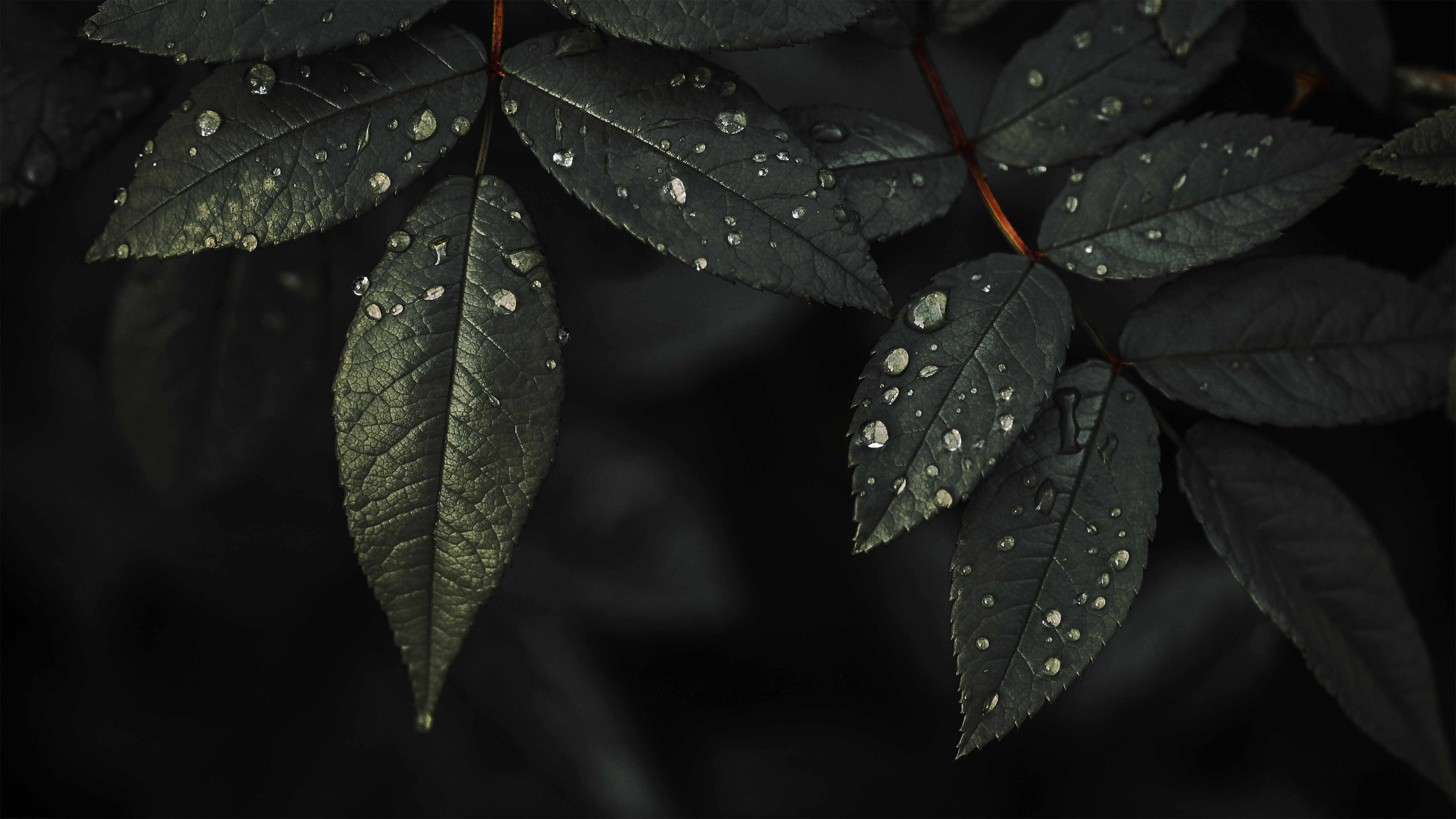 Plant Leaves Drops Water Macro Wet