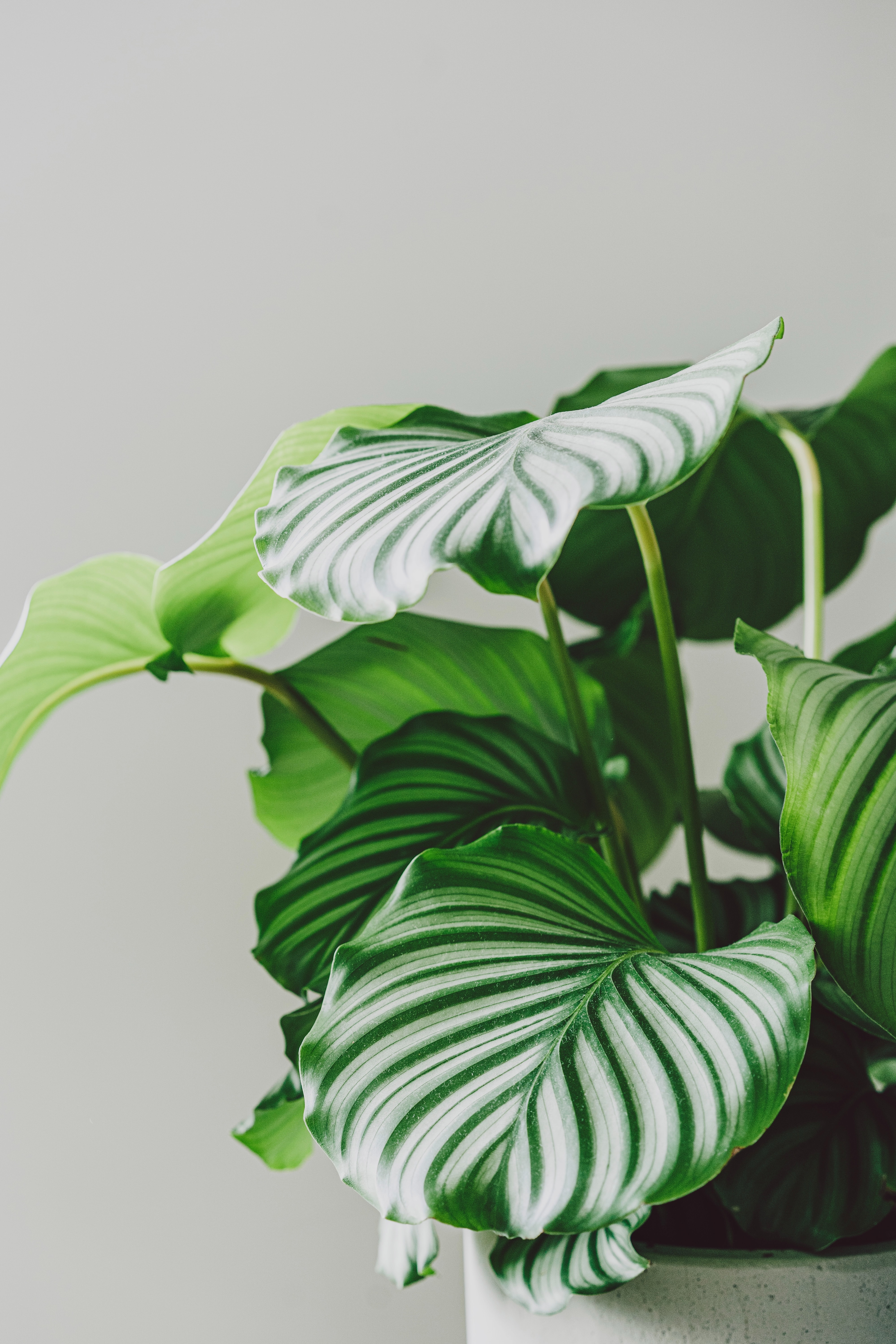 Plant Leaves Pot Macro Green