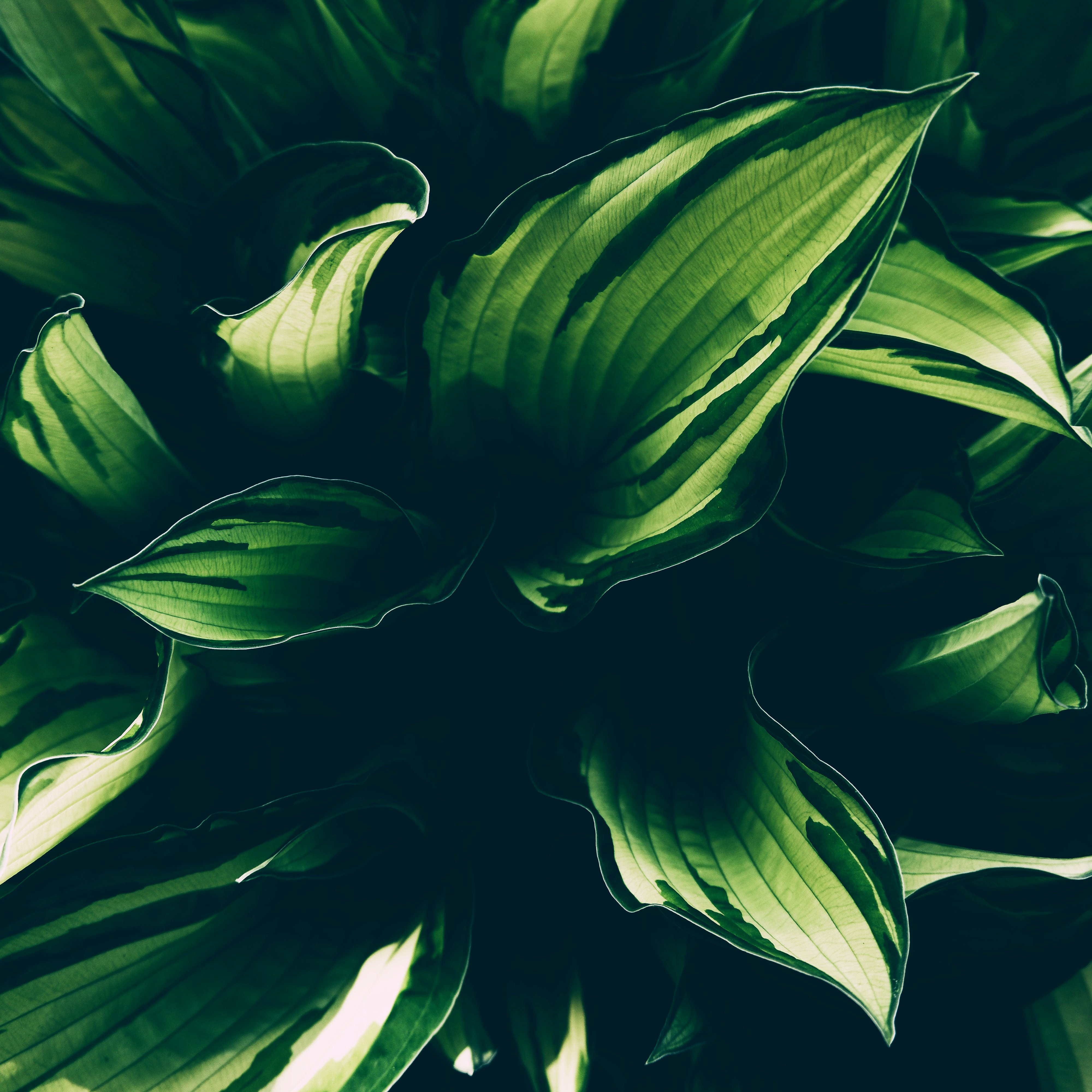 Plant Leaves Veins Macro Green