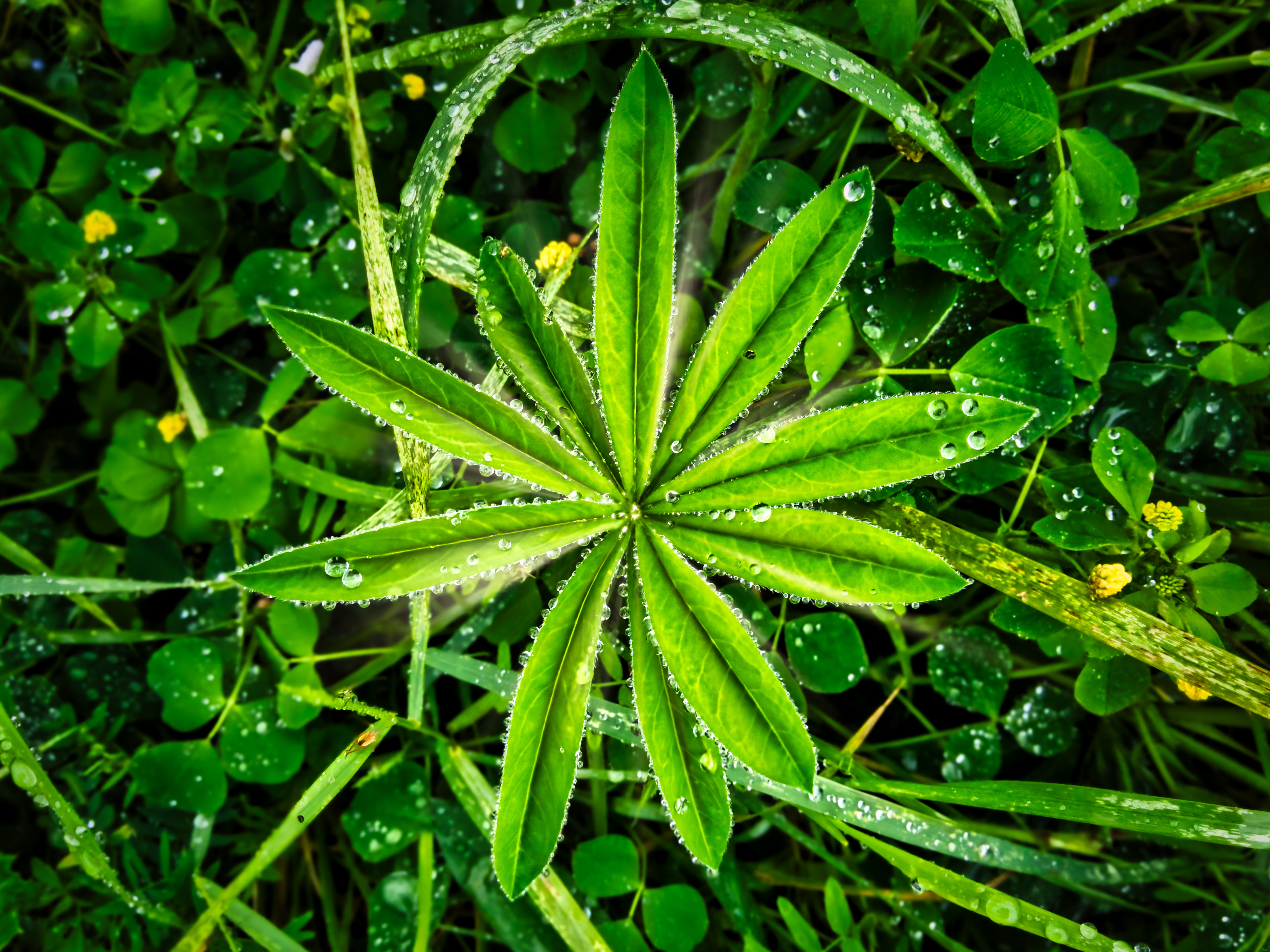 Plants Leaves Drops Macro