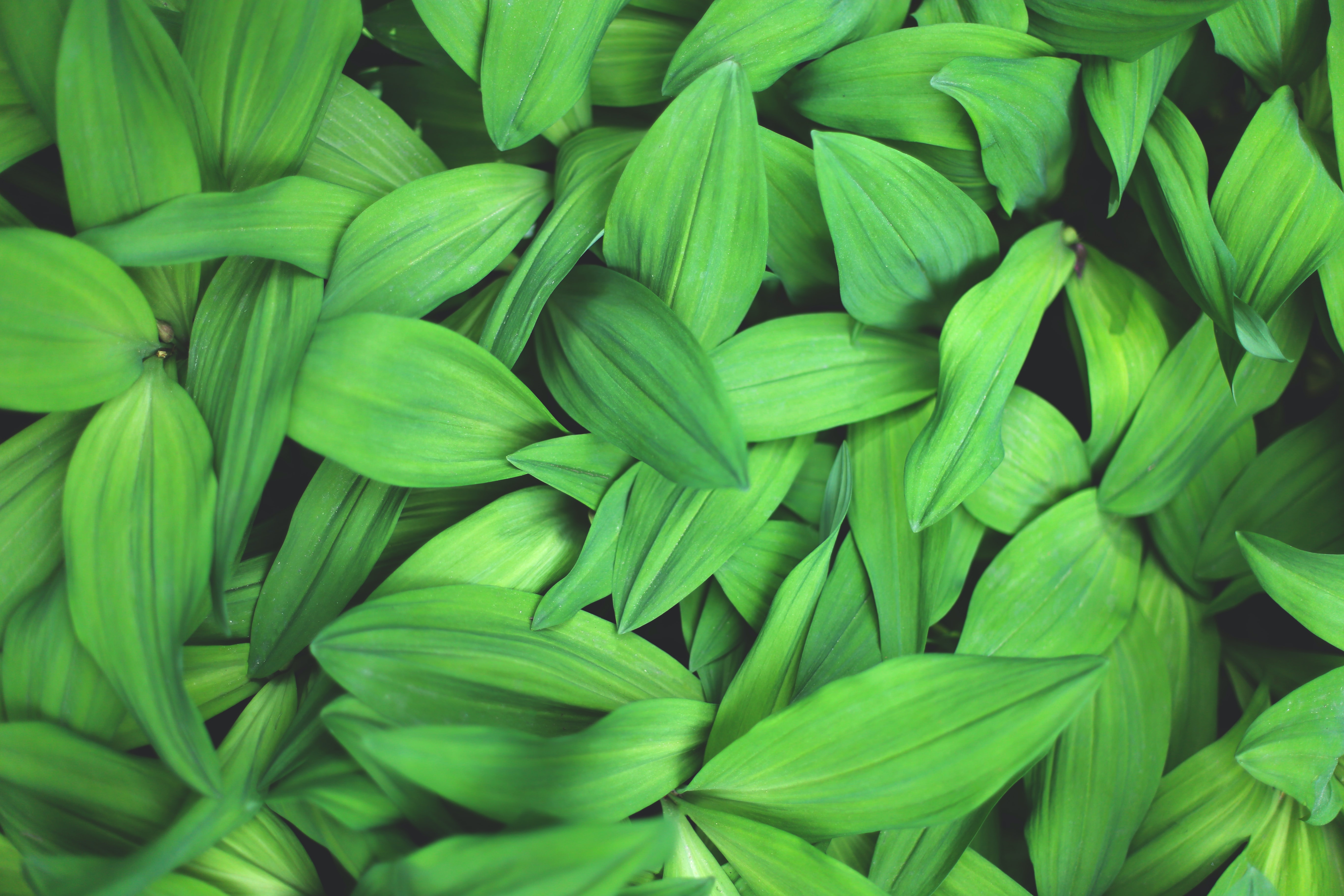 Plants Leaves Green Macro Close-up