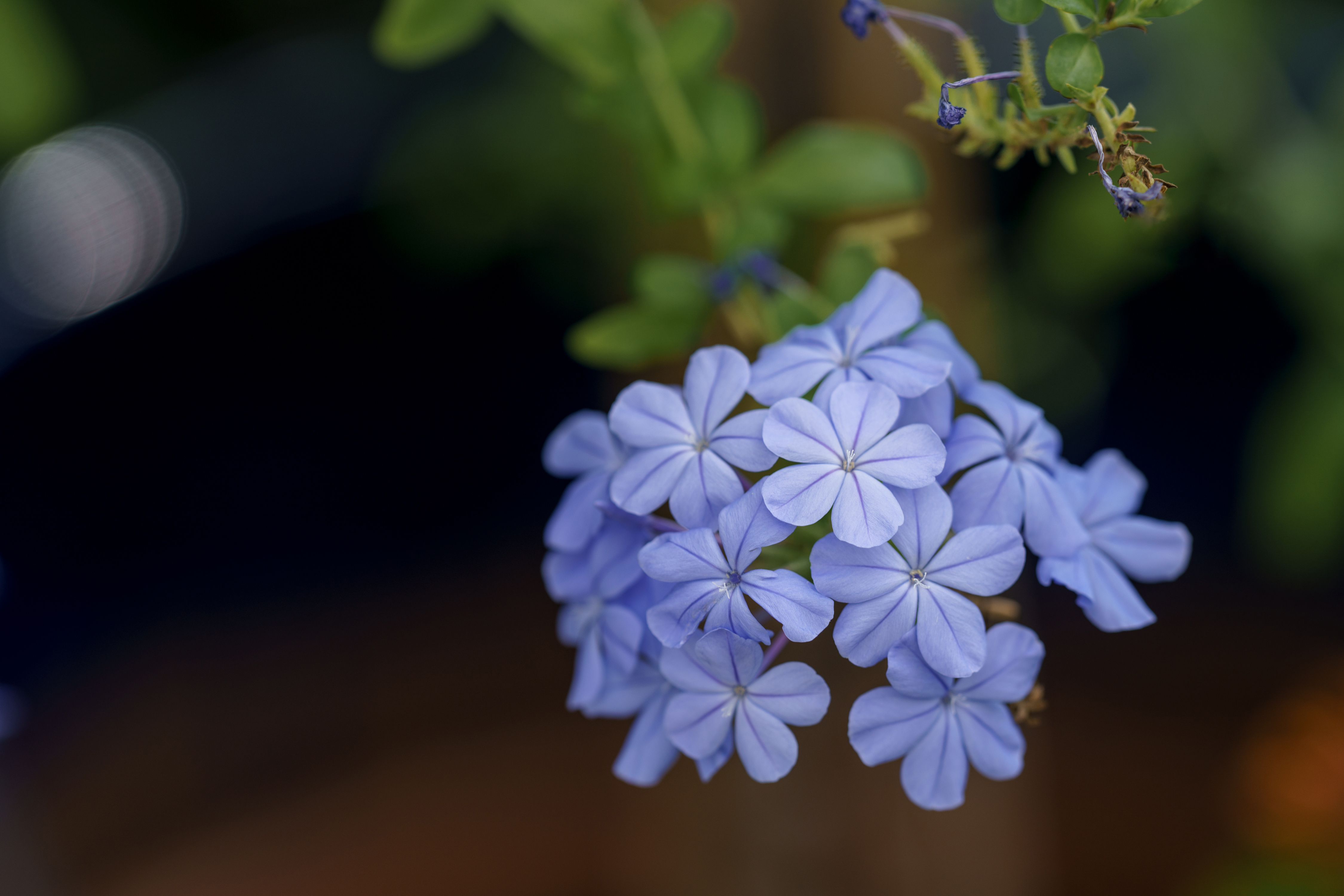 Plumbago Flowers Petals Blue Macro