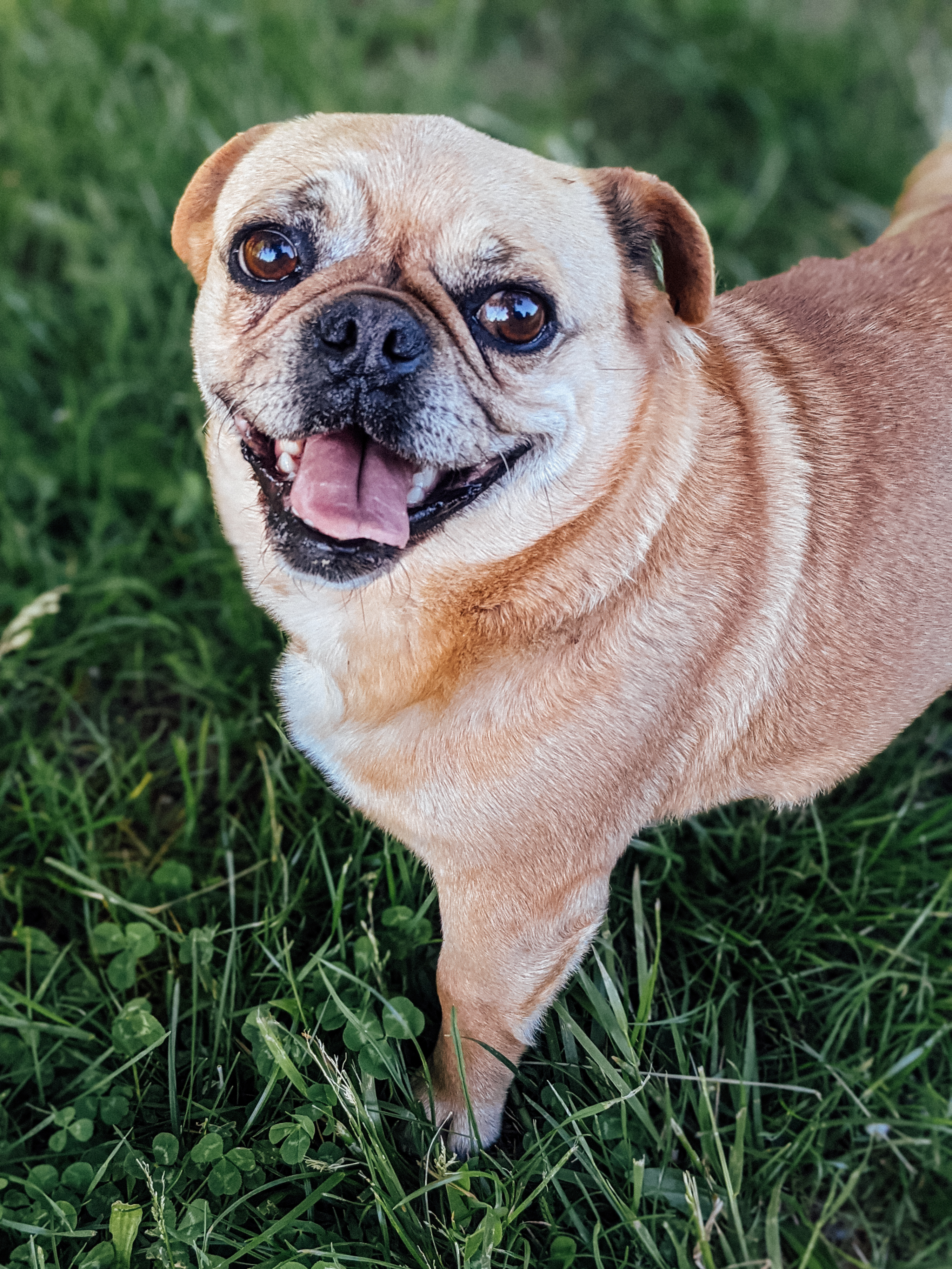 Pug Dog Glance Protruding-tongue