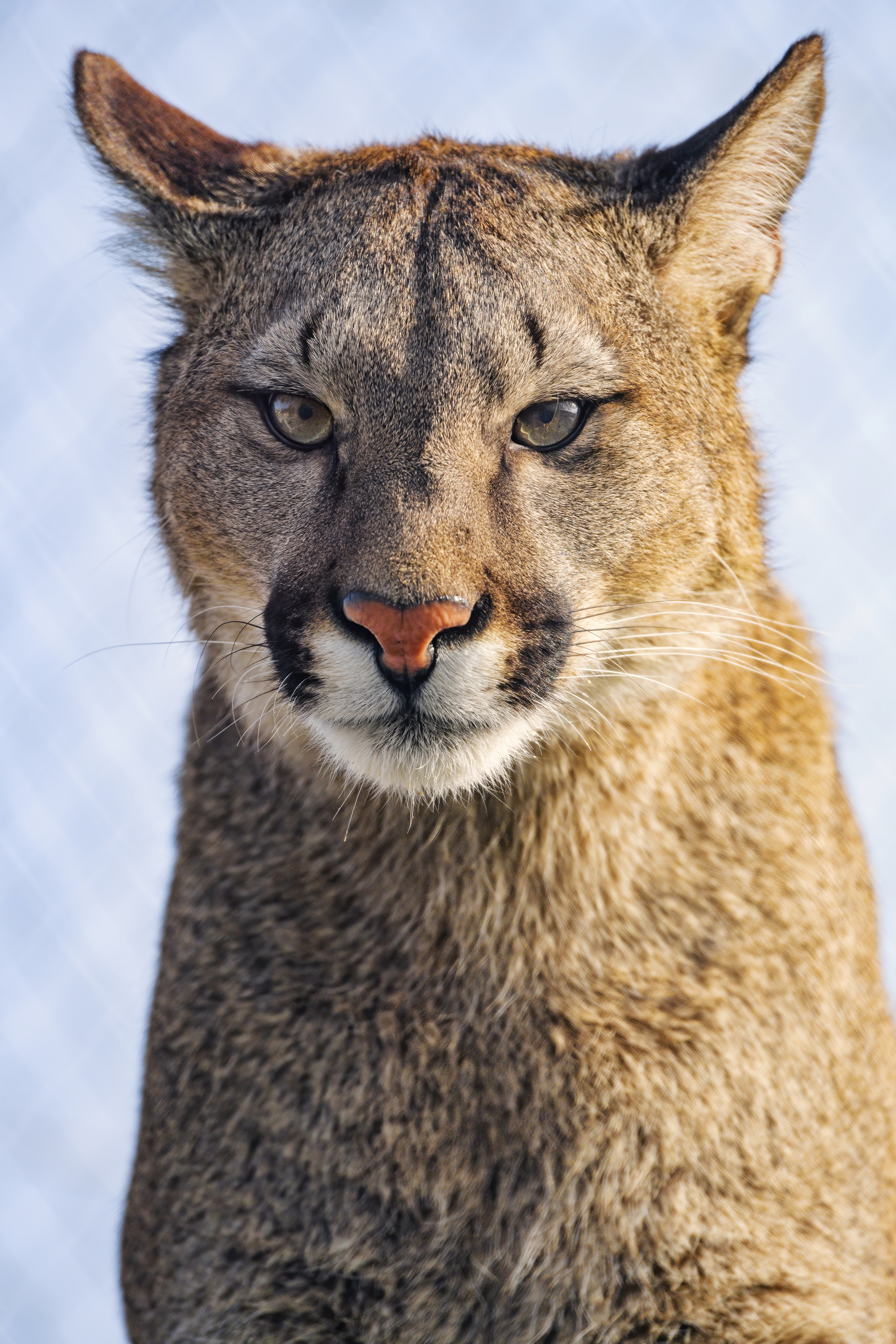 Puma Glance Predator Animal Big-cat
