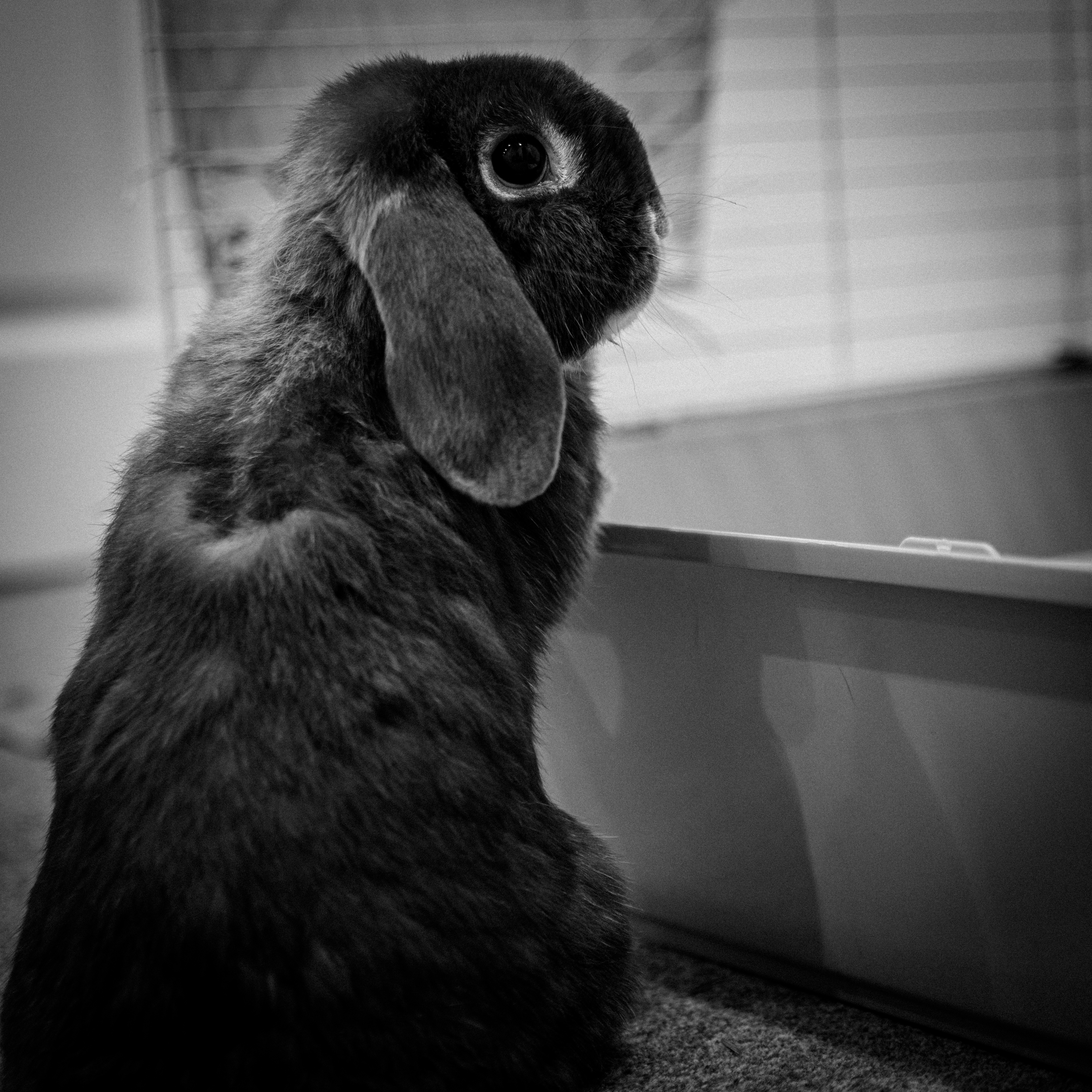 Rabbit Animal Cute Black-and-white