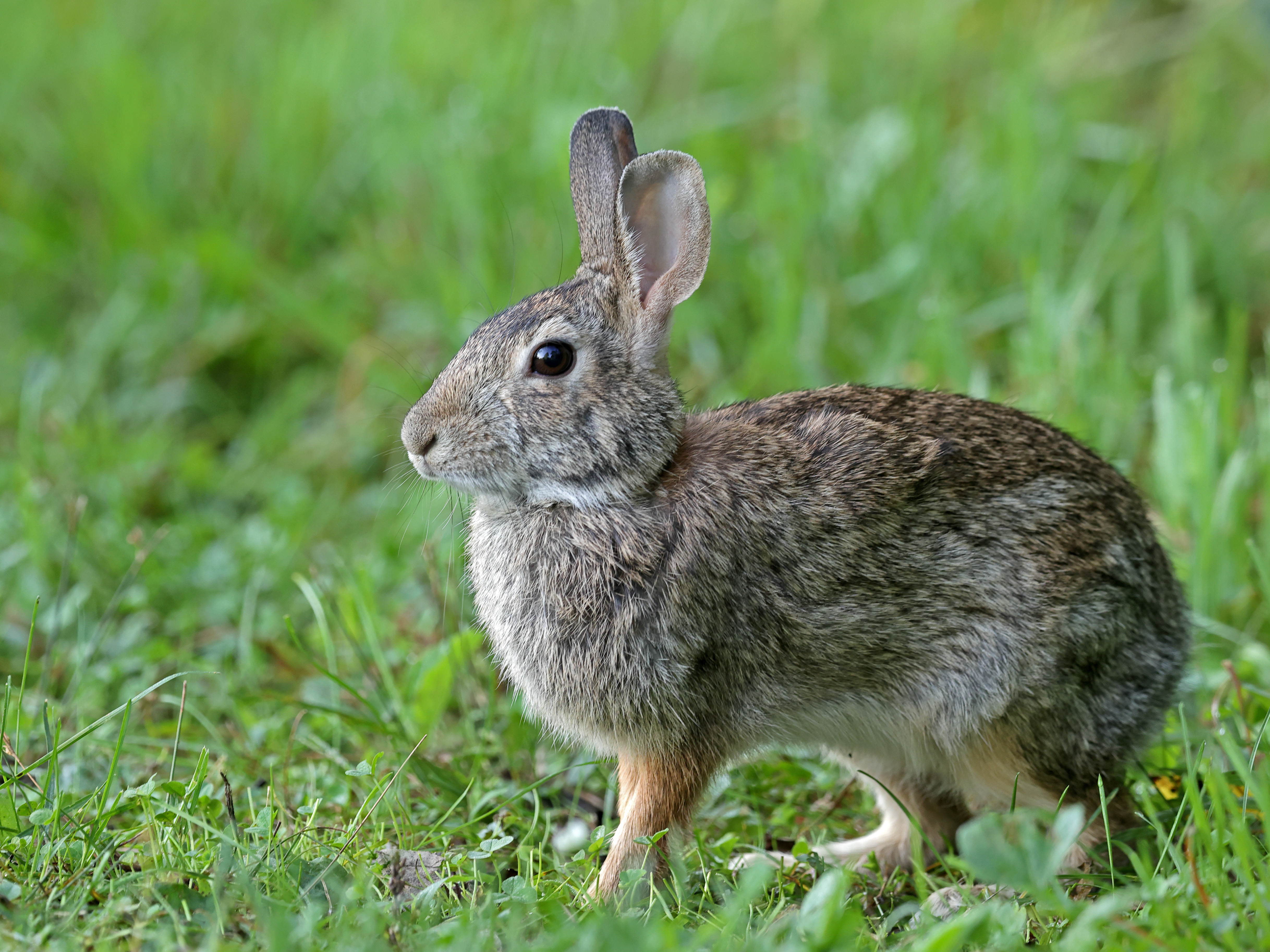 Rabbit Animal Cute Grass