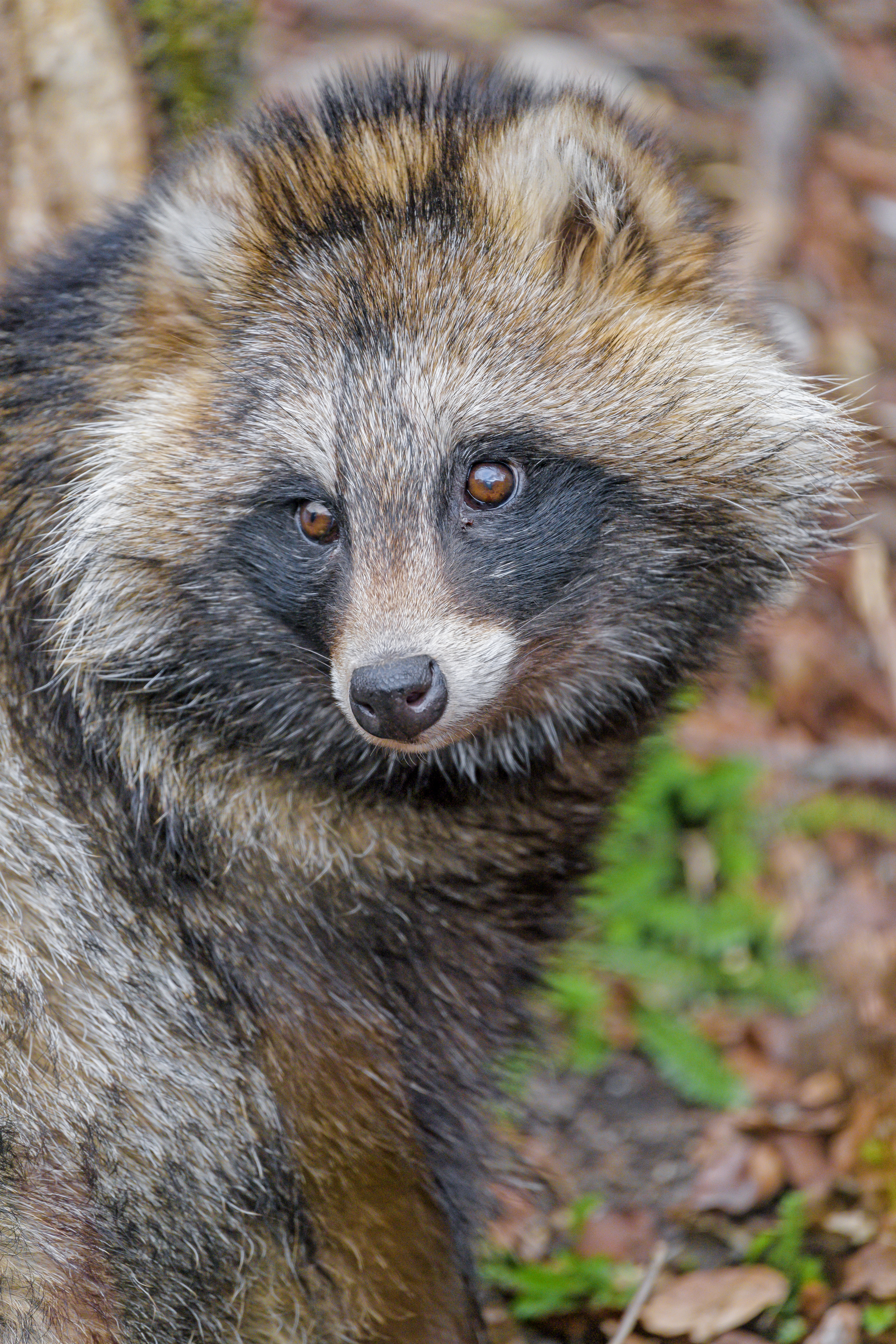 Raccoon Animal Glance Cute Wildlife