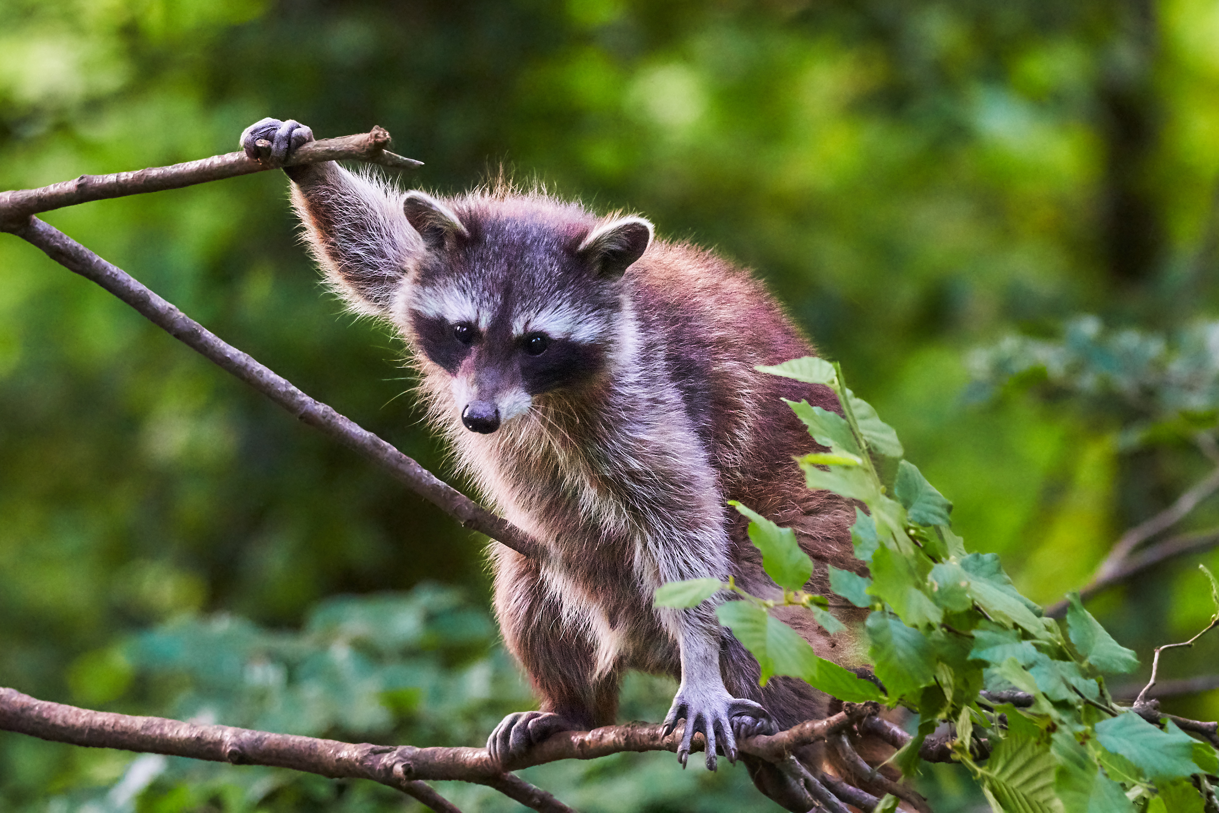 Raccoon Animal Tree Branches