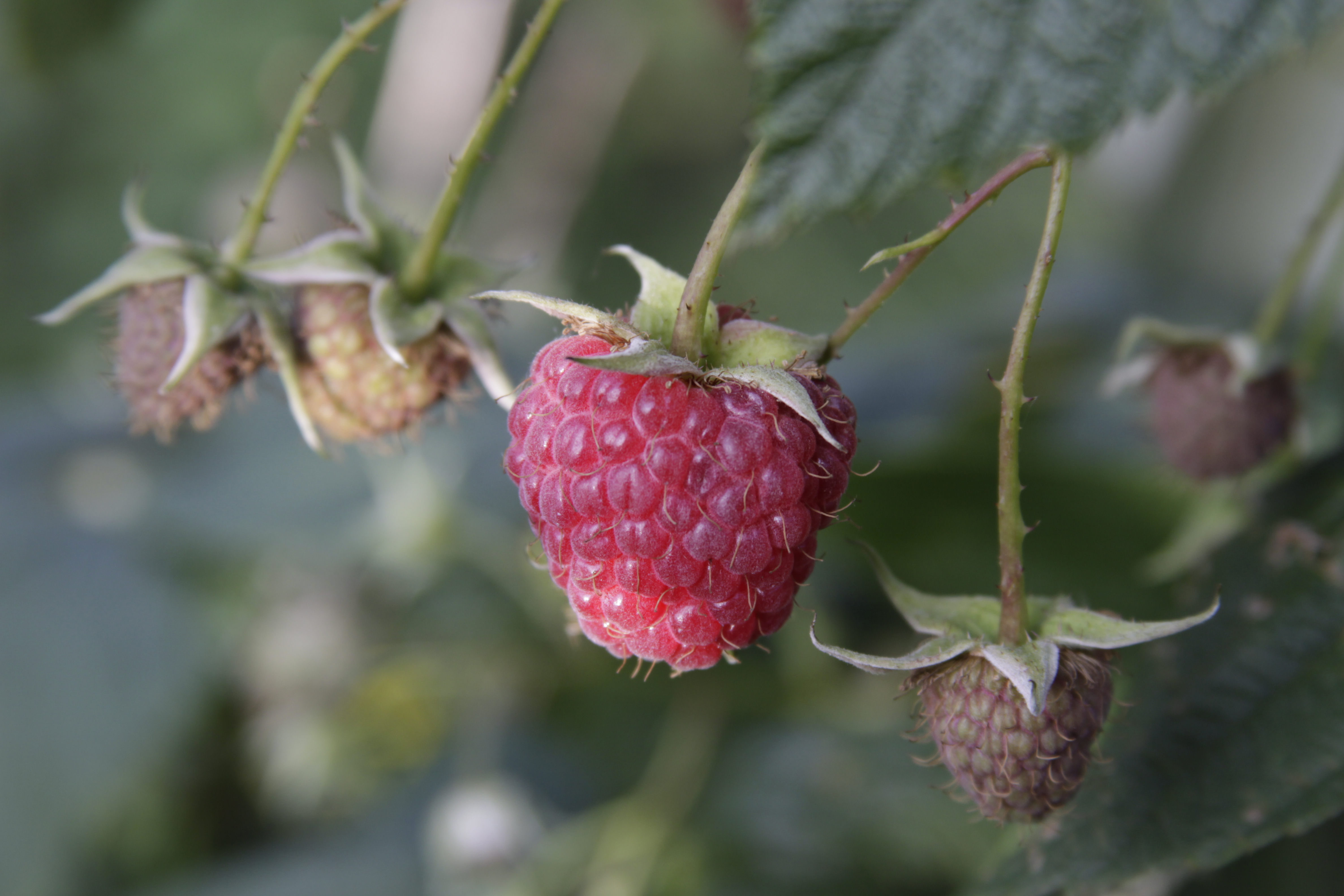 Raspberry Berry Plant Macro