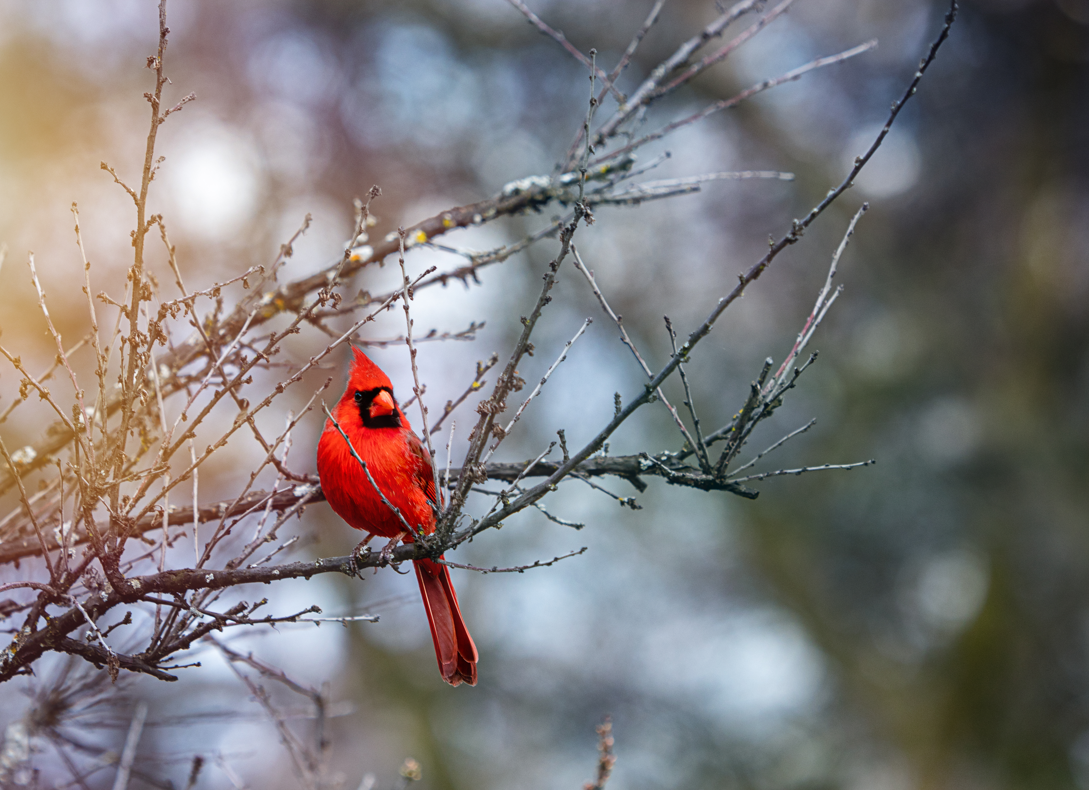 Red-cardinal Bird Branches Red