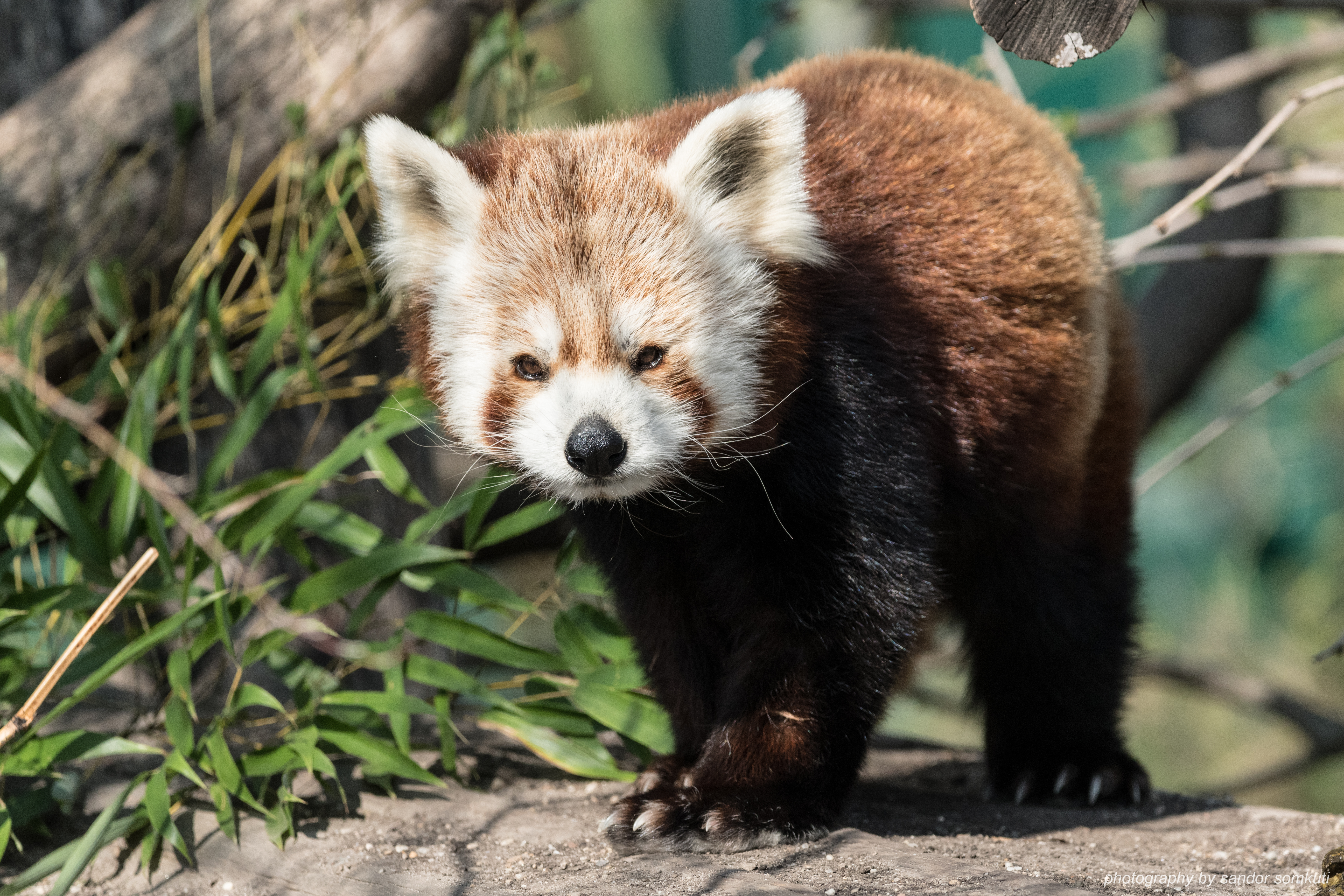 Red-panda Animal Glance