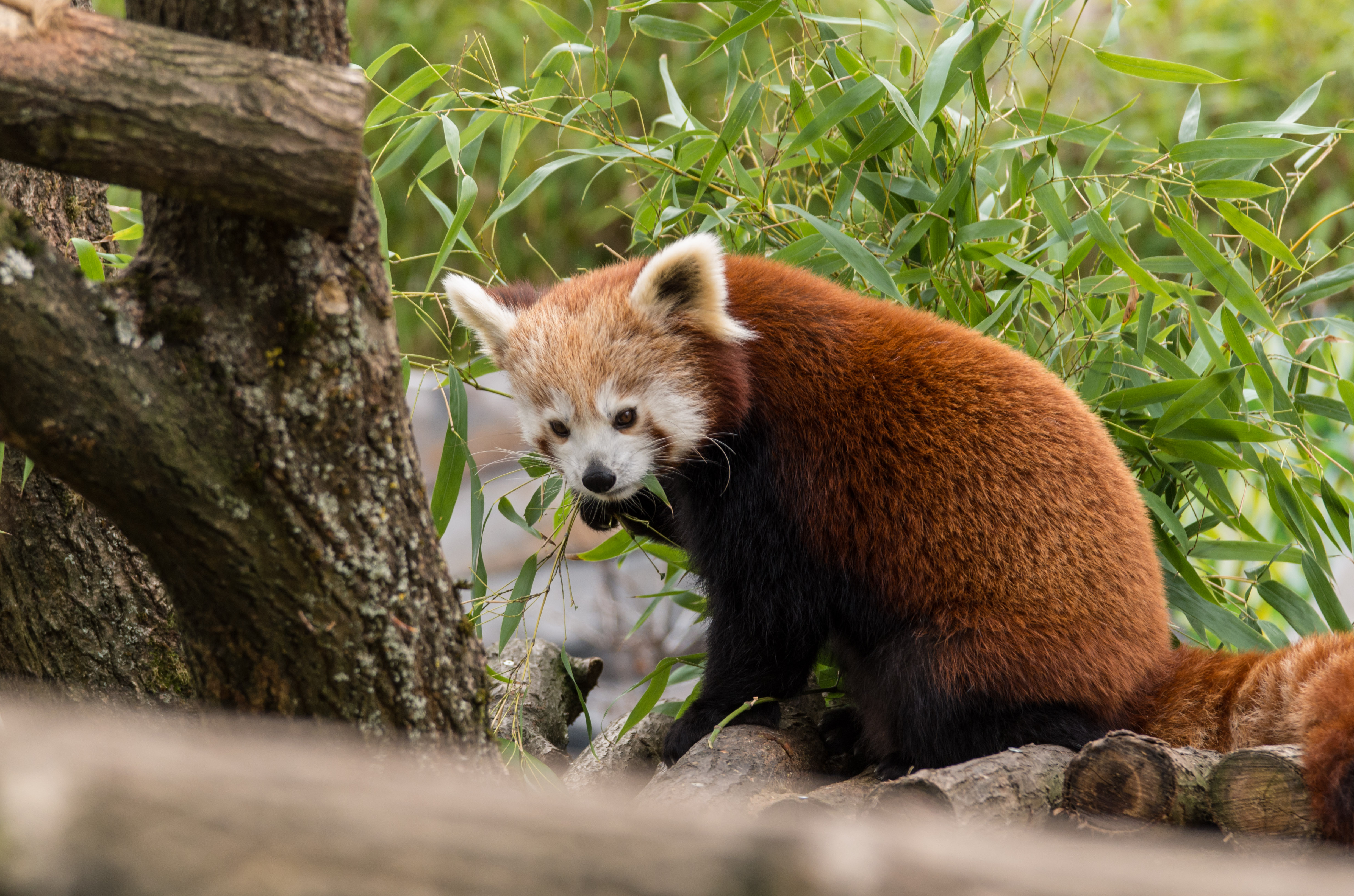 Red-panda Animal Leaves Furry