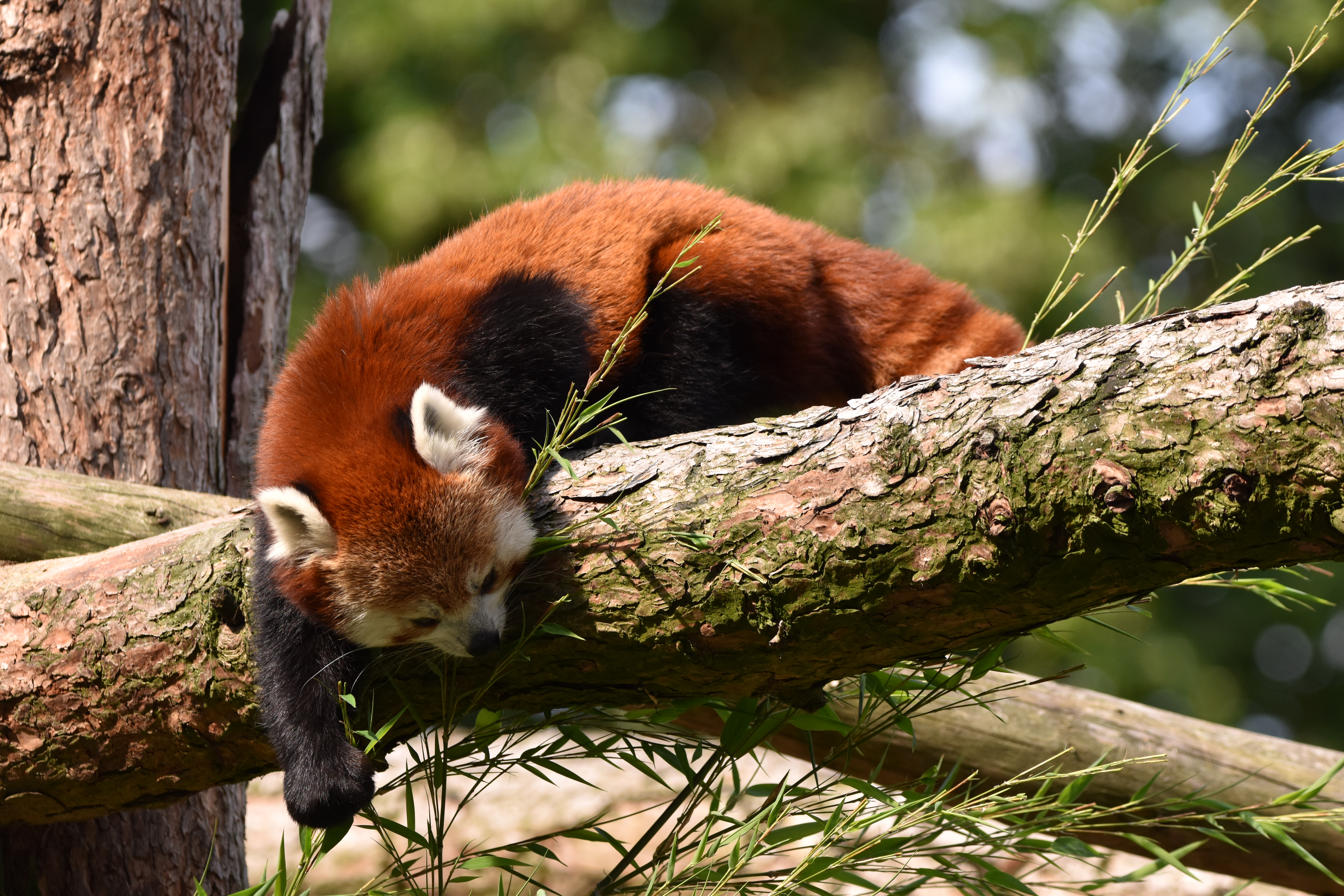 Red-panda Animal Tree Branches Wildlife