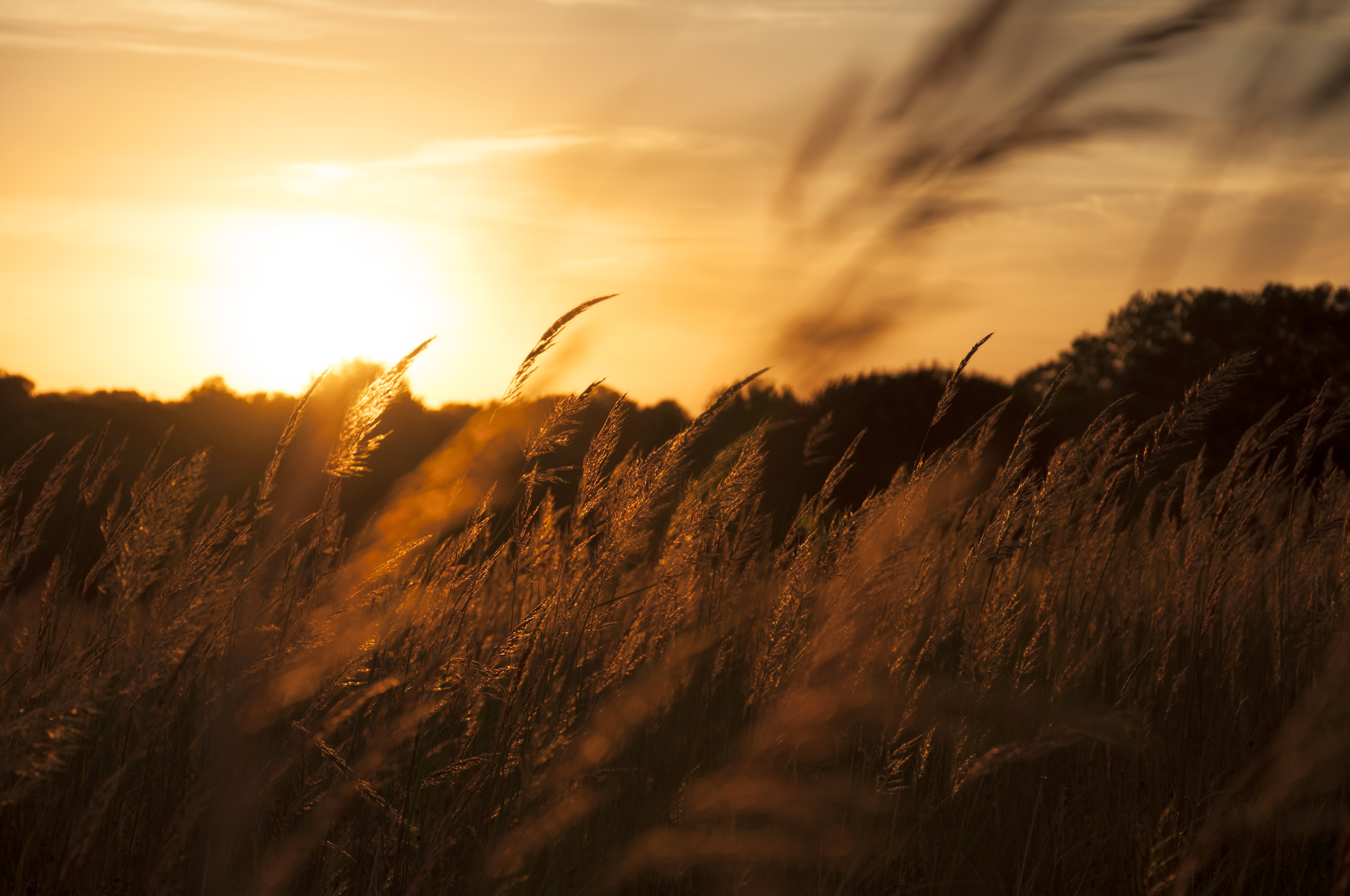 Reeds Ears Field Sunset Nature Landscape