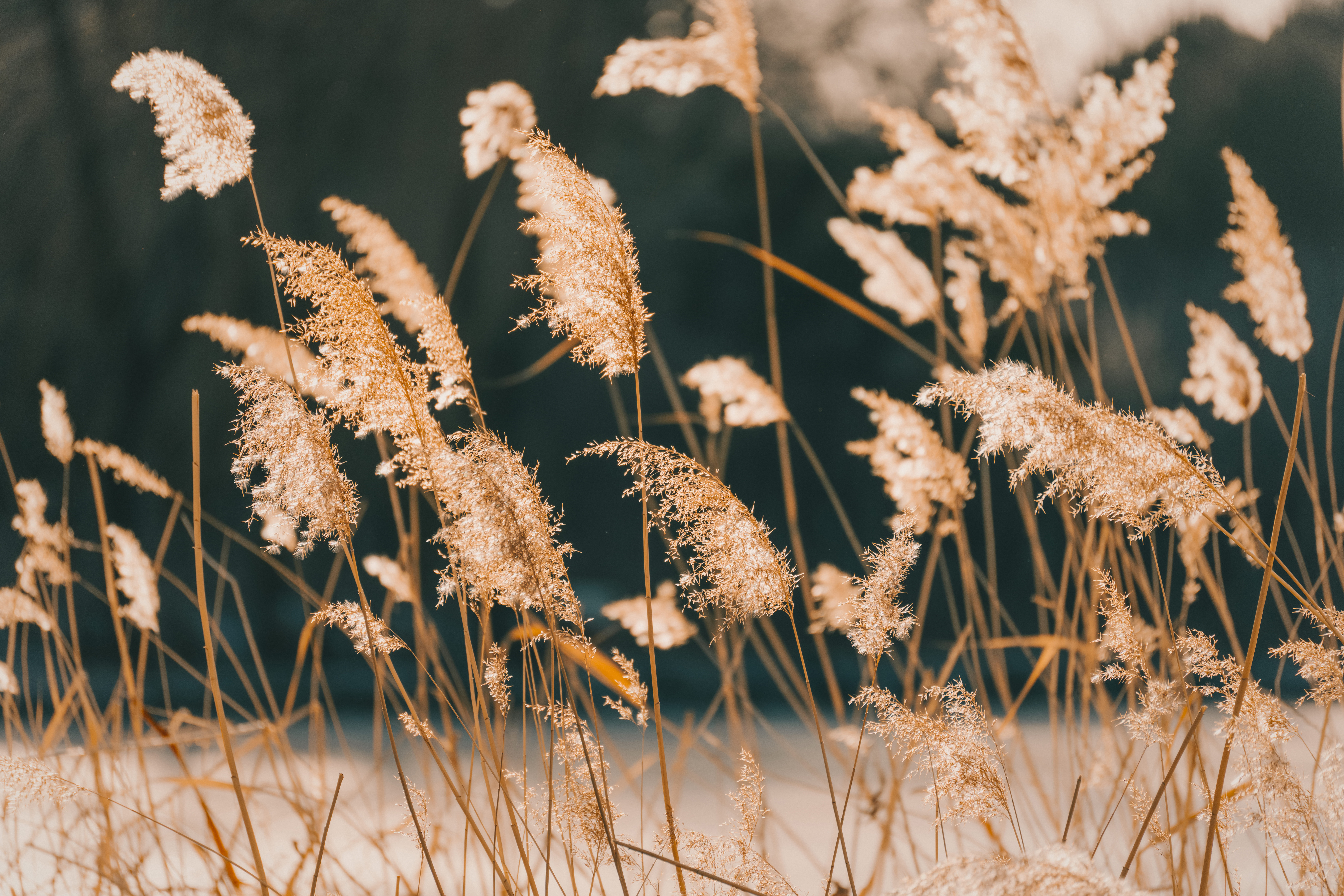 Reeds Grass Plant Nature