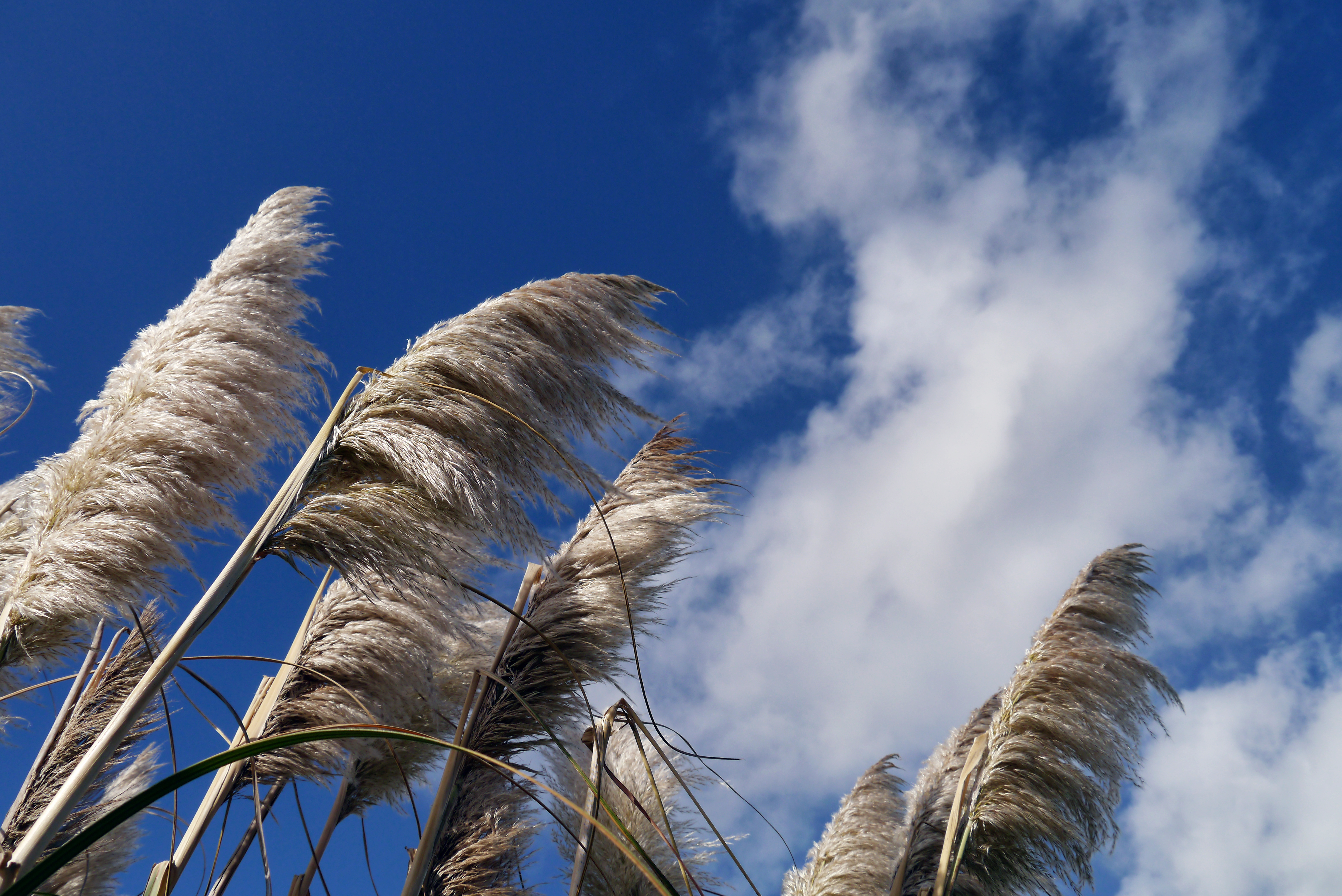 Reeds Plants Dry Sky Clouds