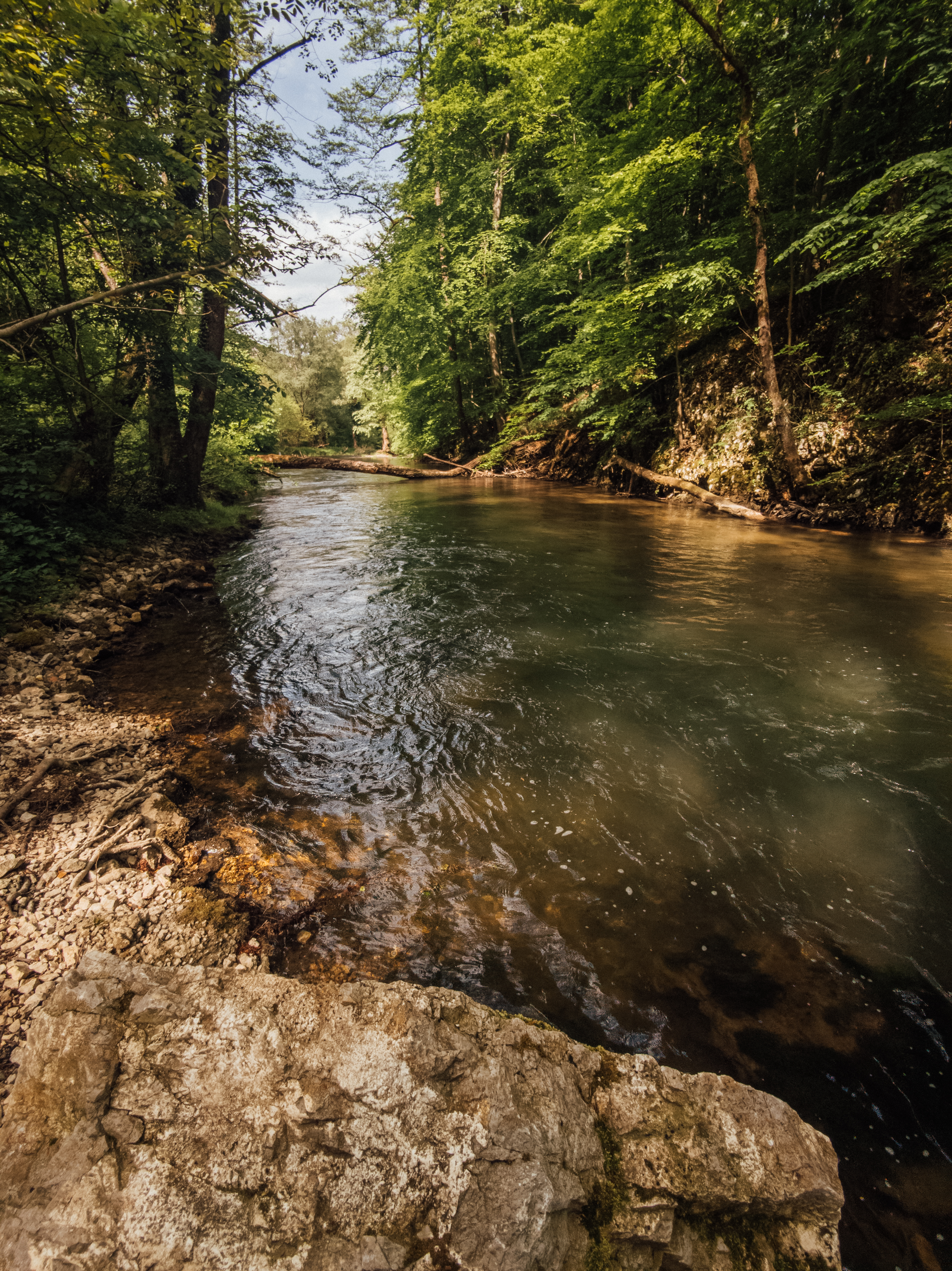 River Forest Trees Nature Landscape