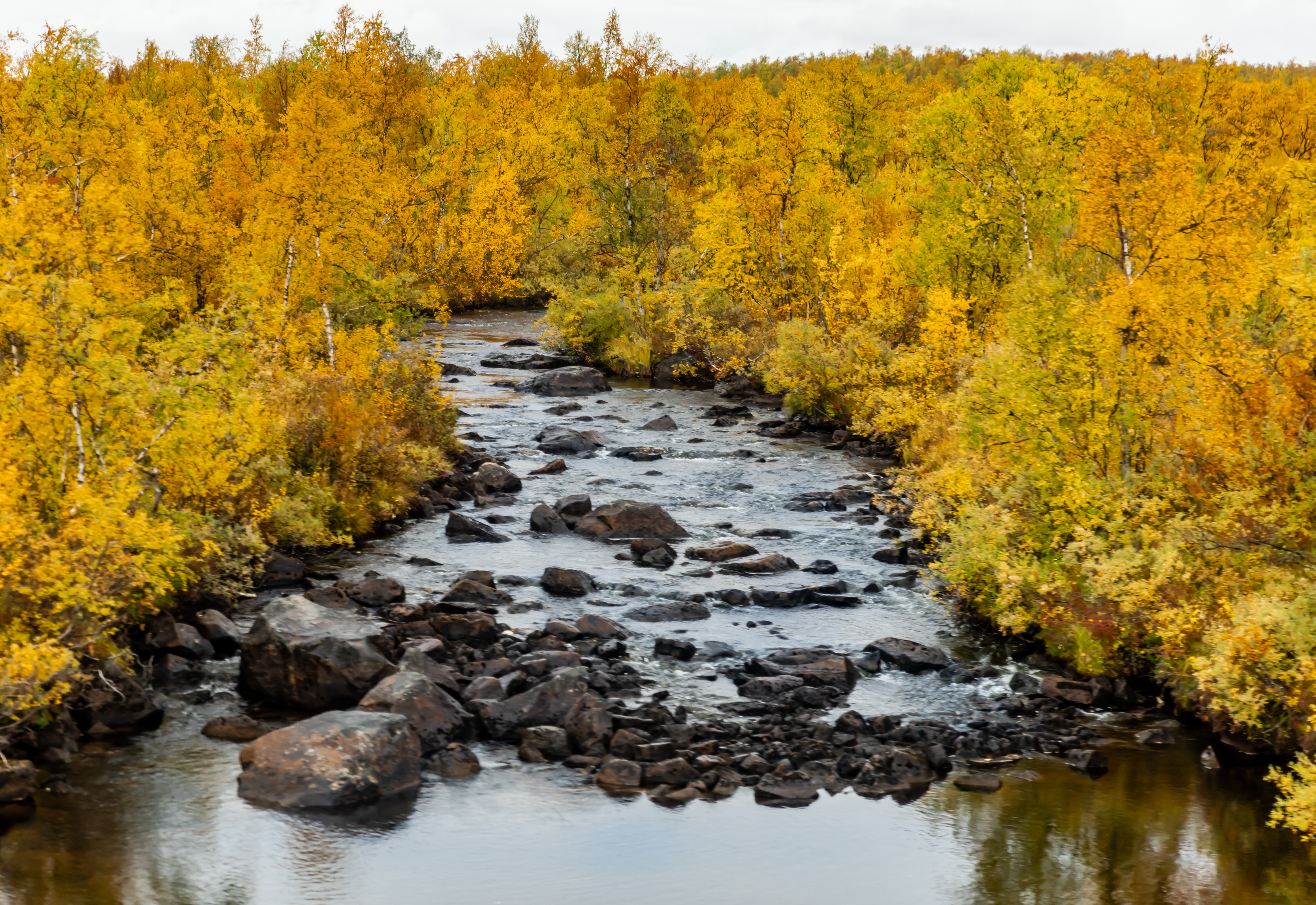 River Stones Trees Autumn Landscape Nature