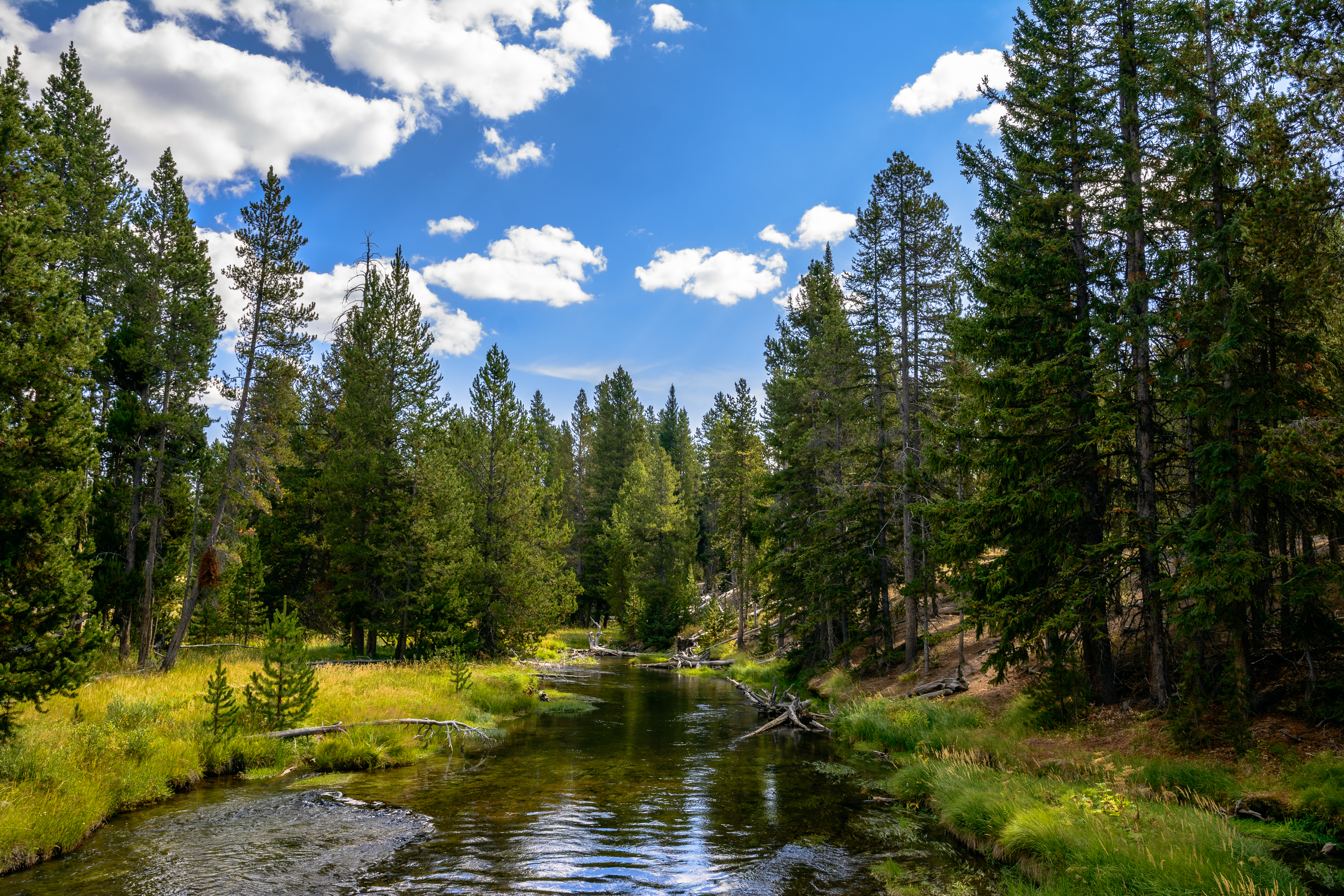 River Water Forest Trees Nature Landscape