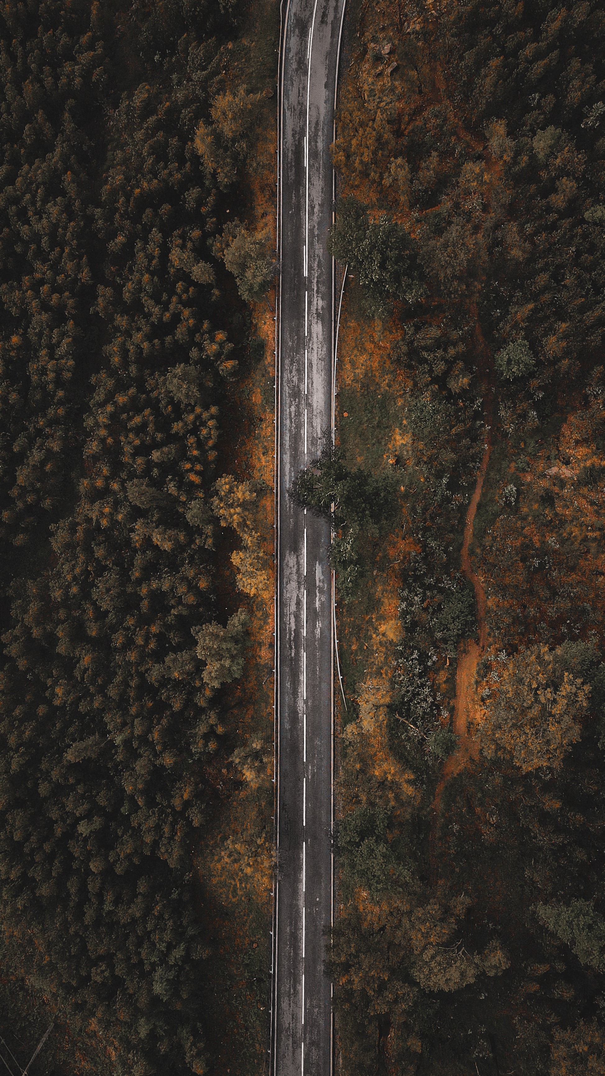 Road Forest Trees Top-view Overview