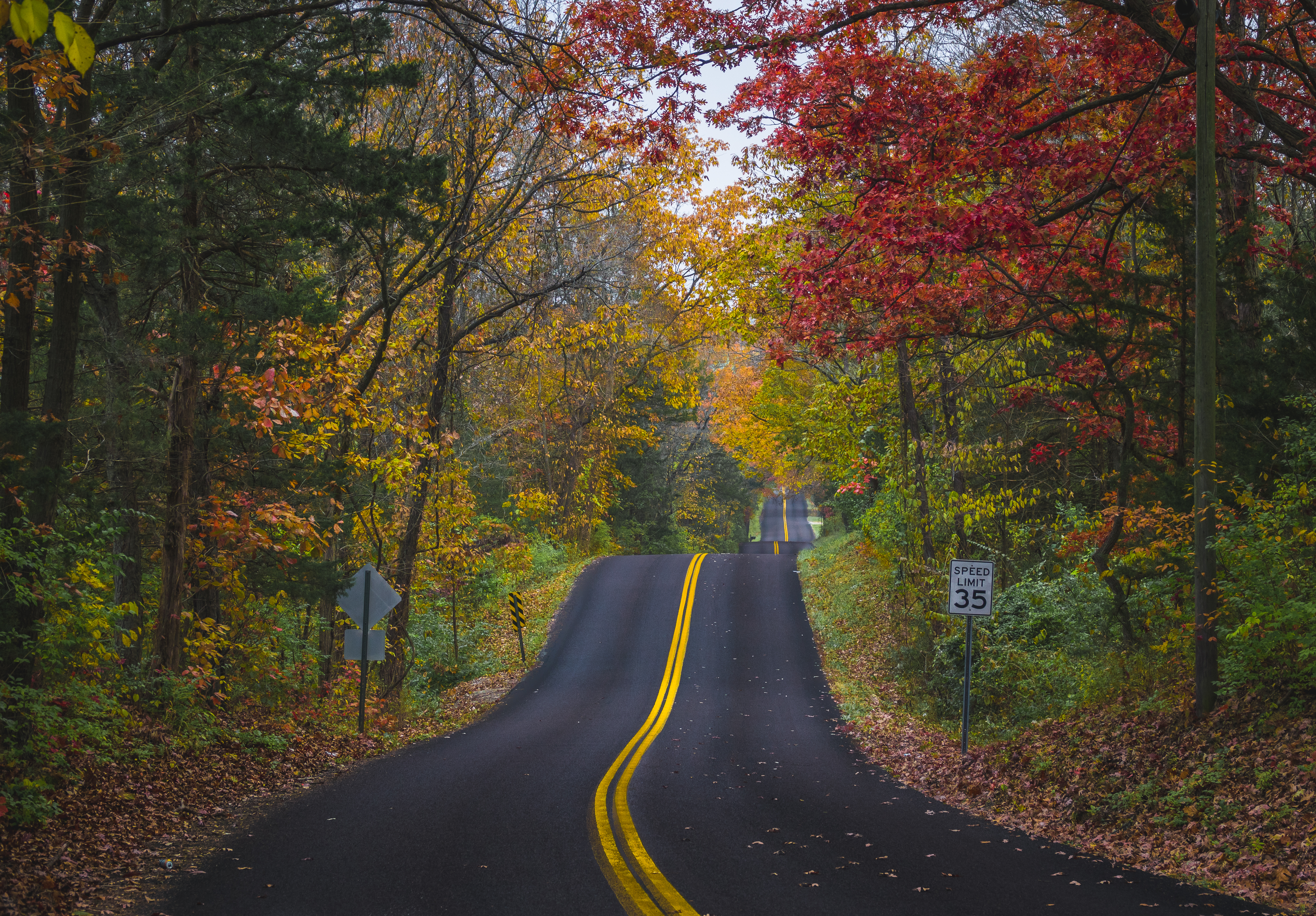 Road Marking Forest Trees Autumn Landscape