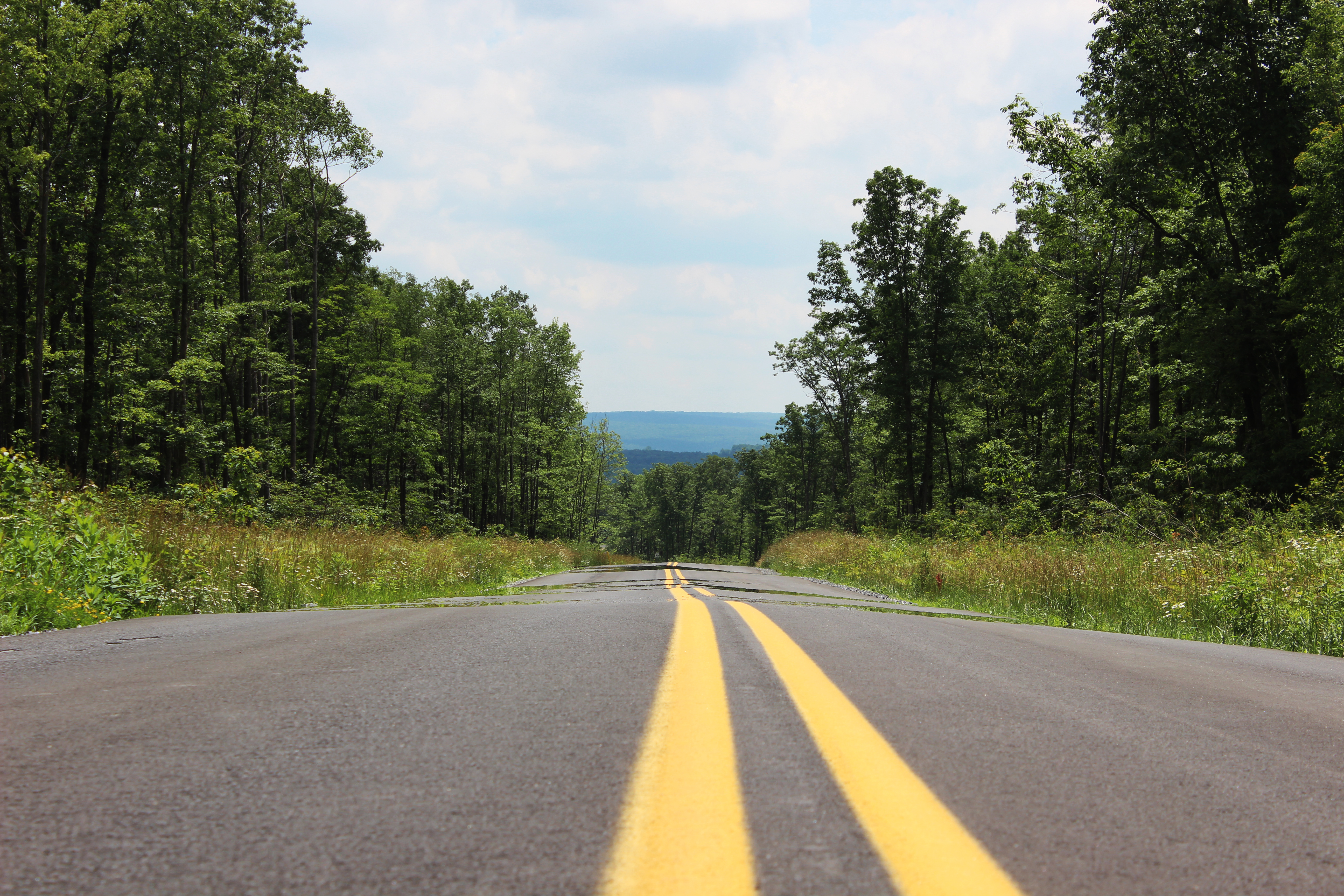 Road Marking Stripes Trees Forest Landscape