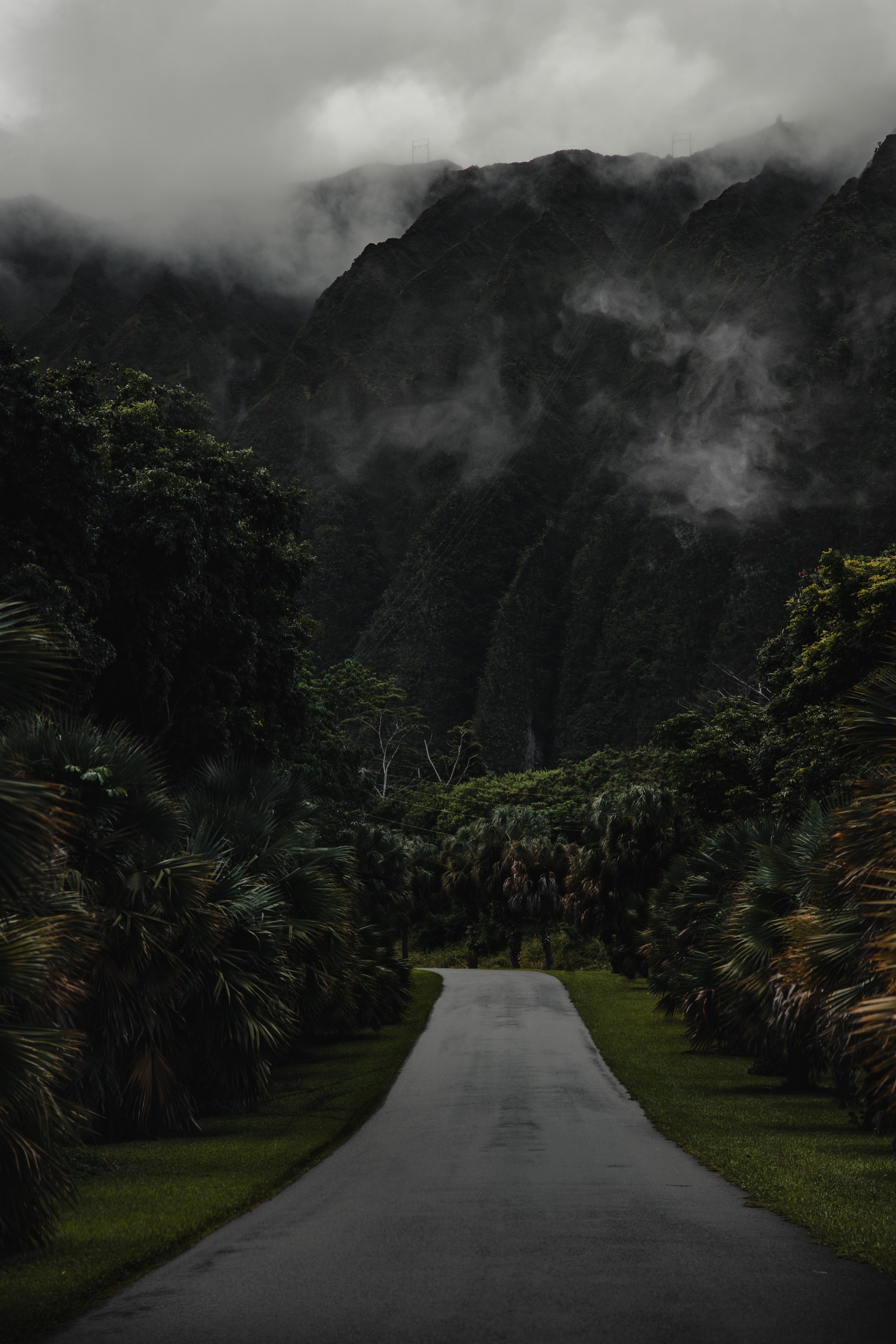 Road Mountain Palm-trees Landscape Nature