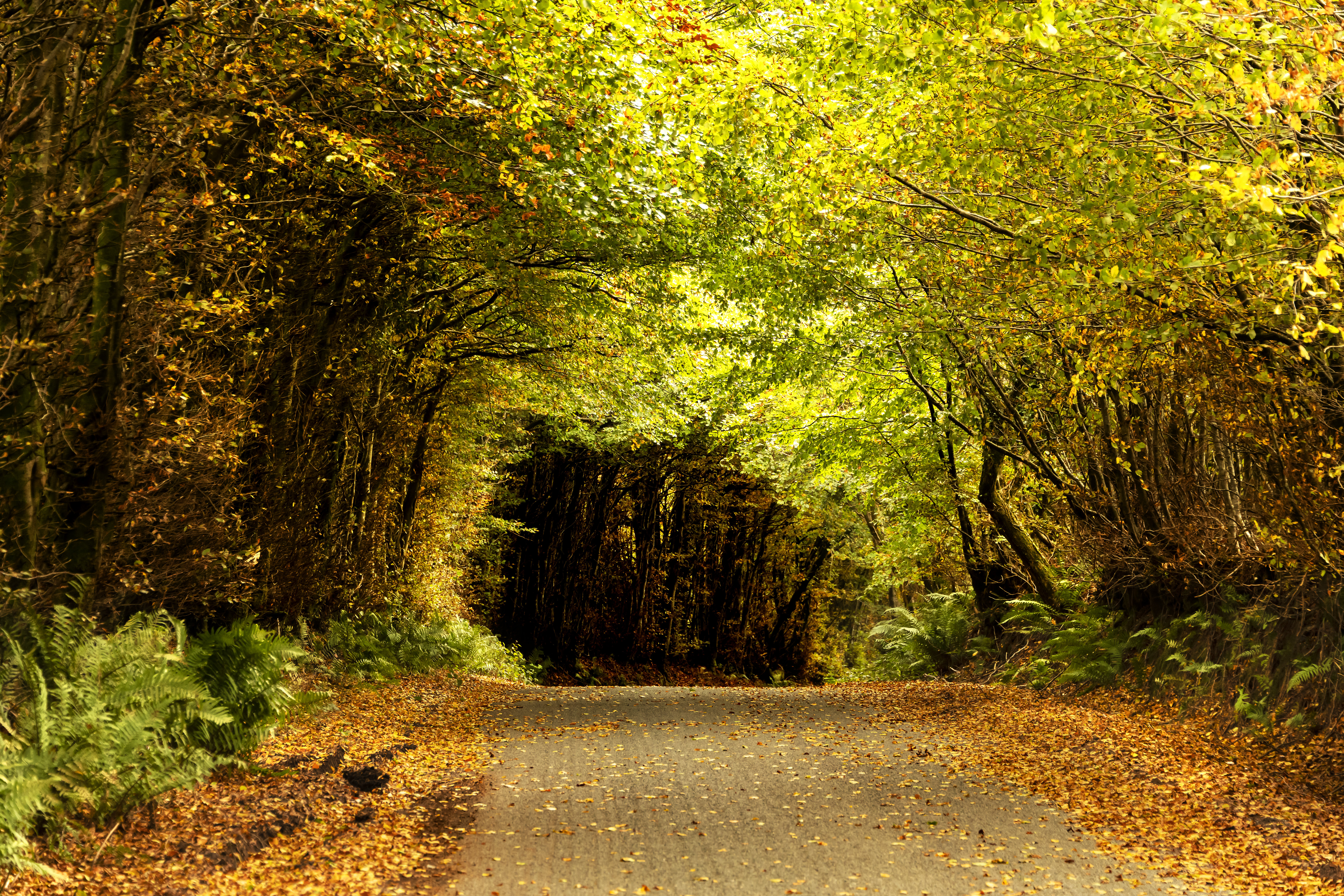 Road Tunnel Trees Leaves Autumn Nature