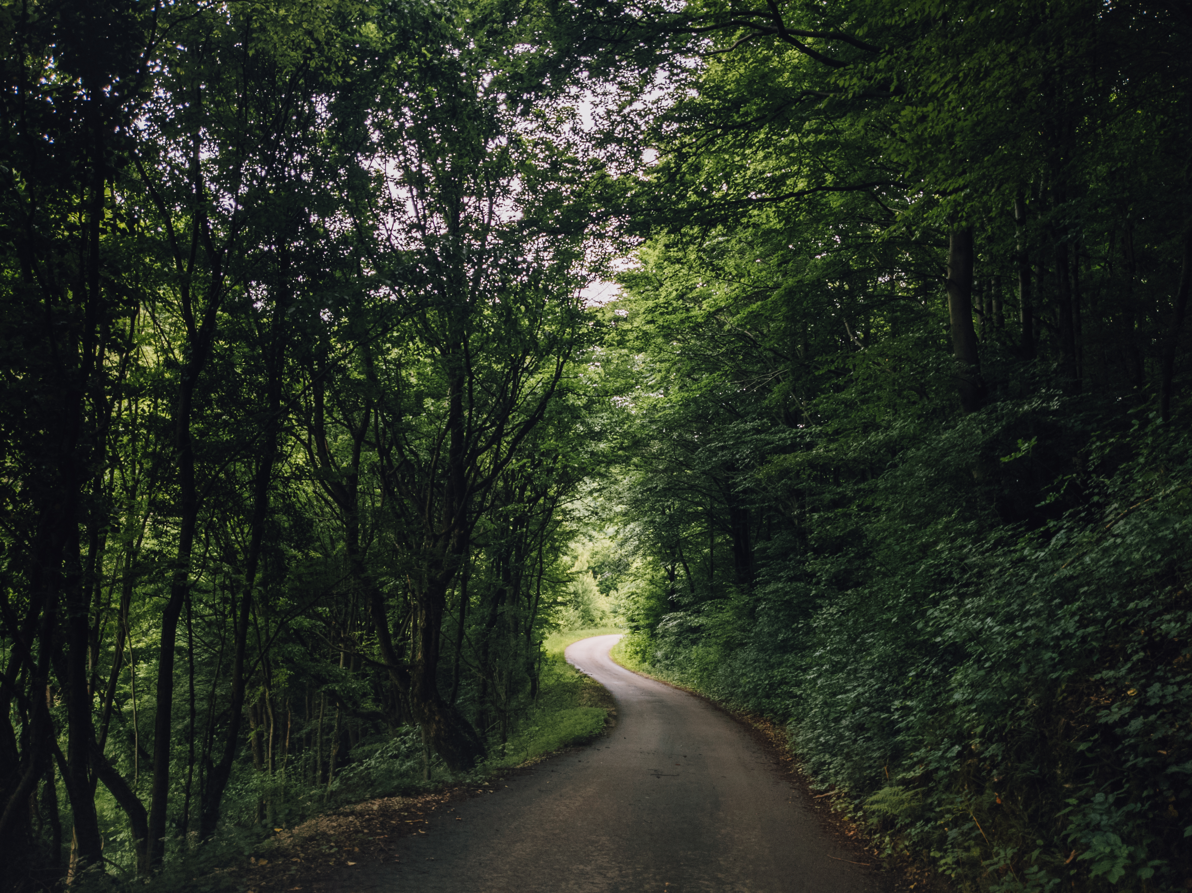 Road Turn Trees Forest Nature Landscape