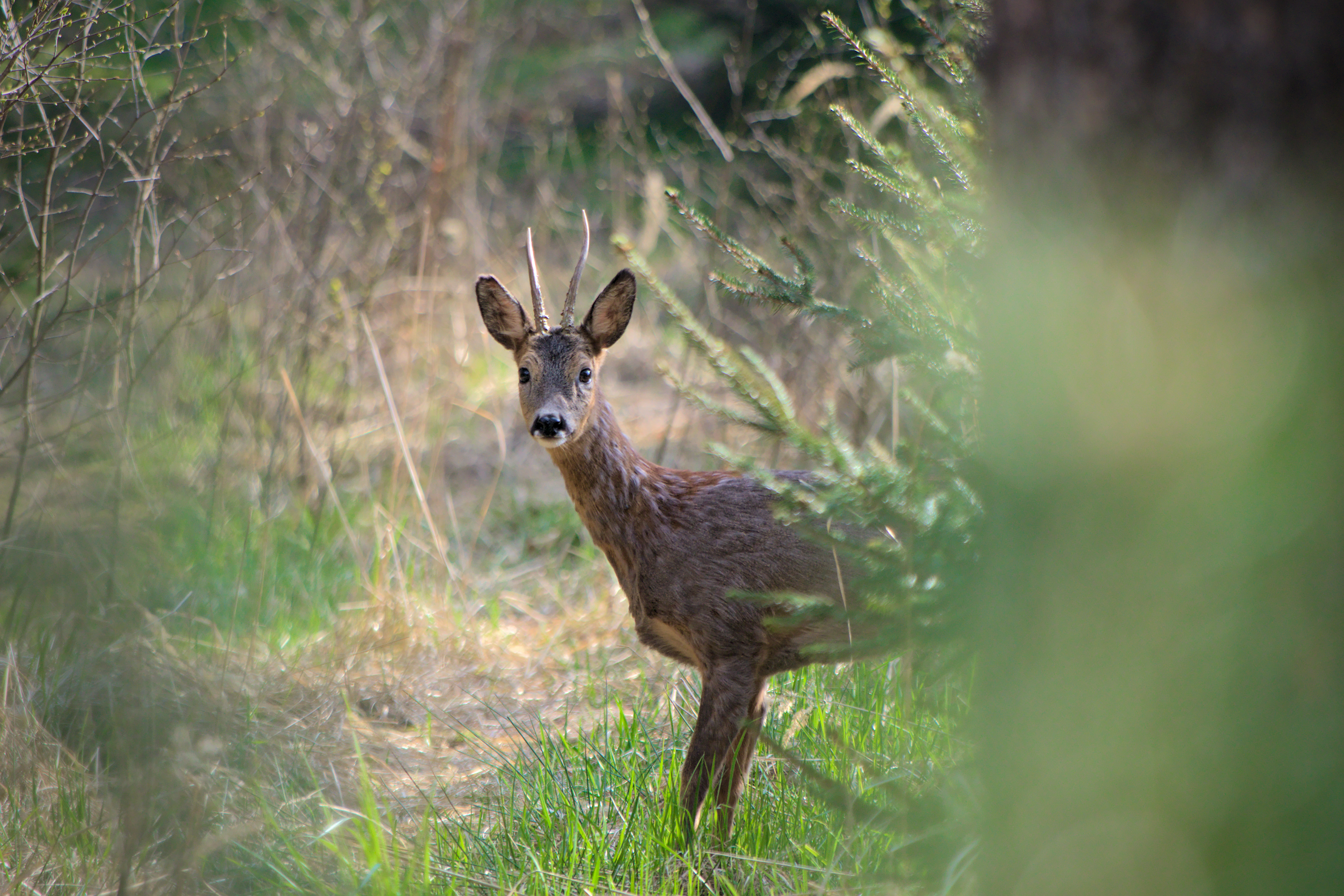 Roe-deer Animal Wildlife