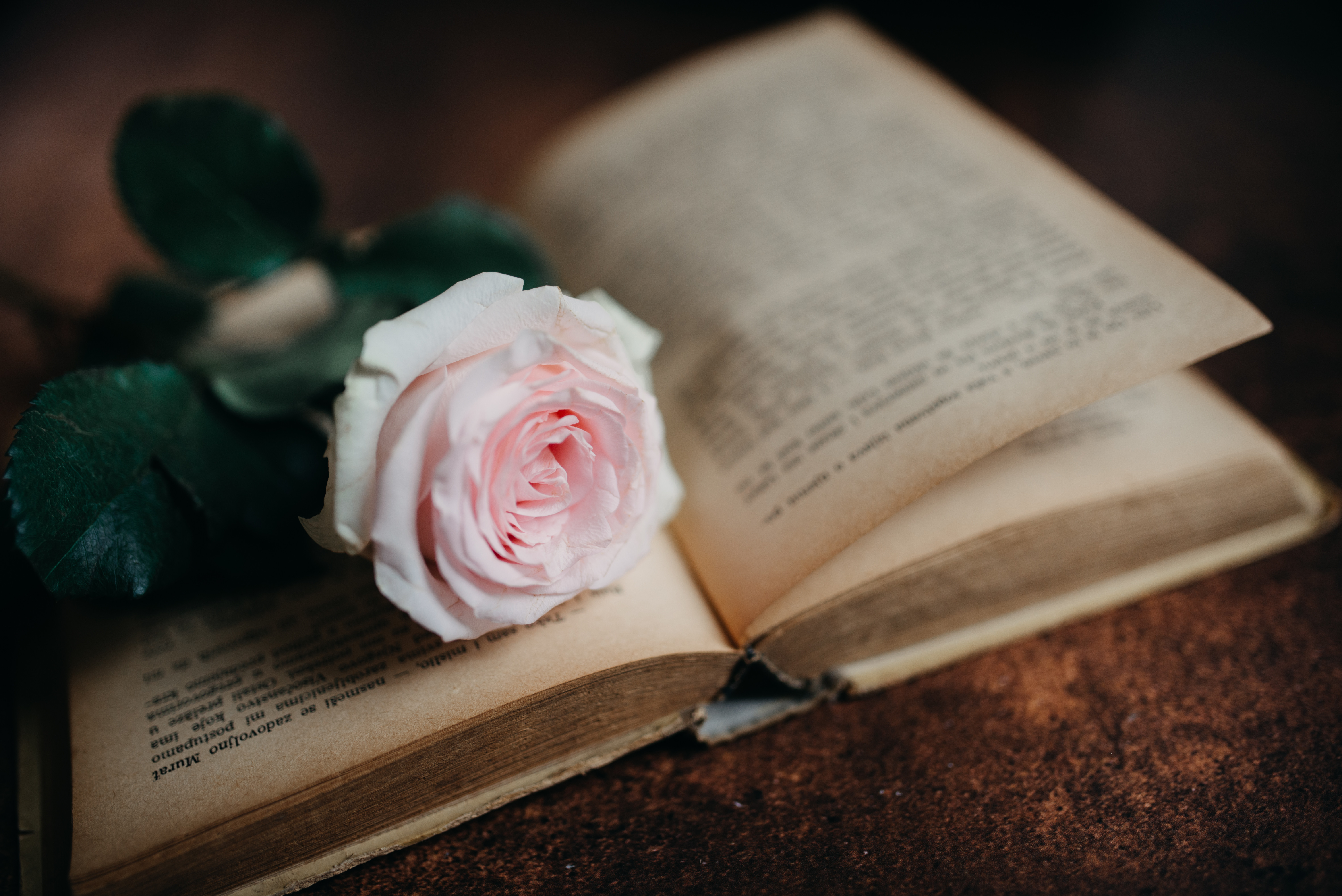 Rose Flower Book Pink Aesthetics