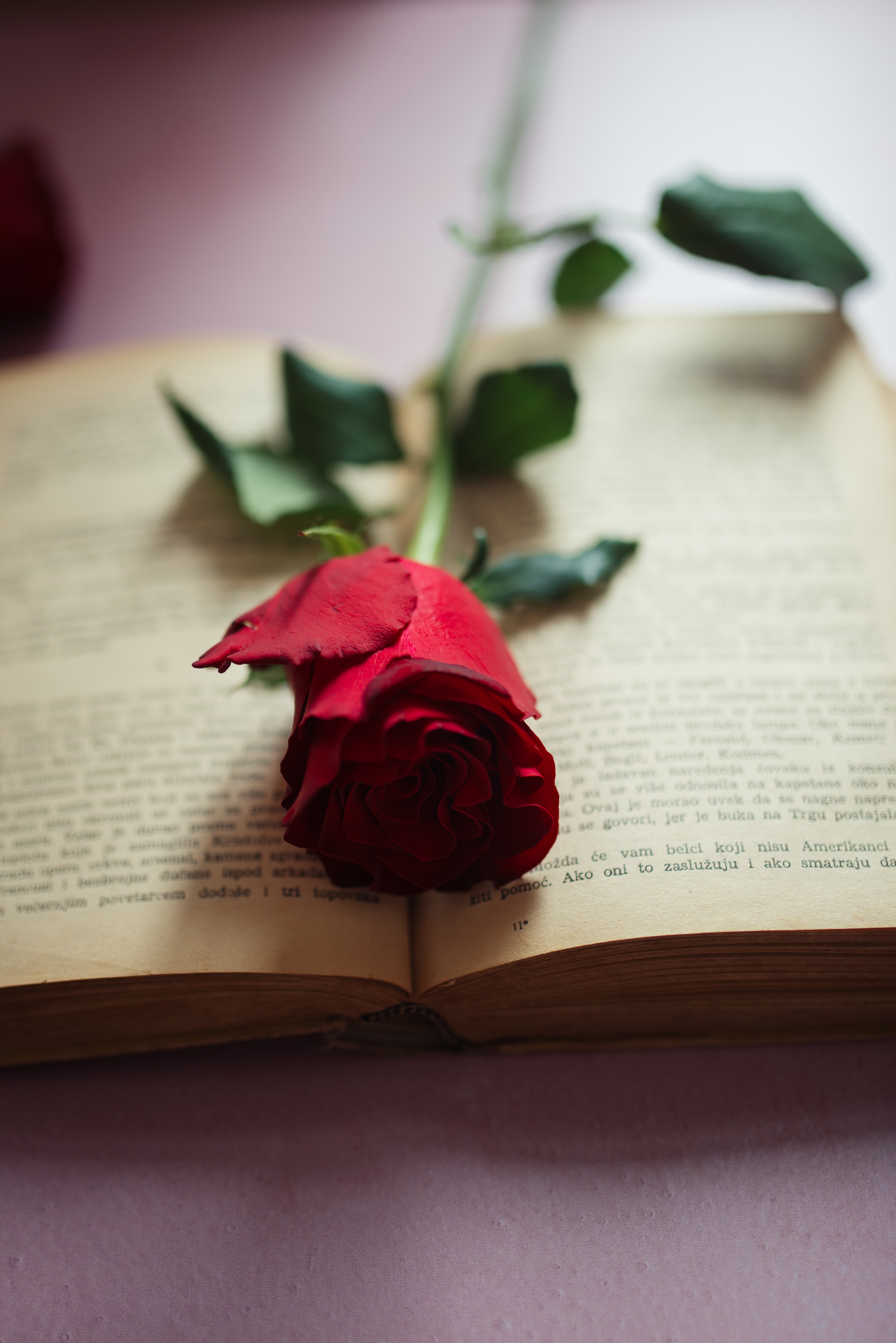 Rose Flower Petals Book Pages