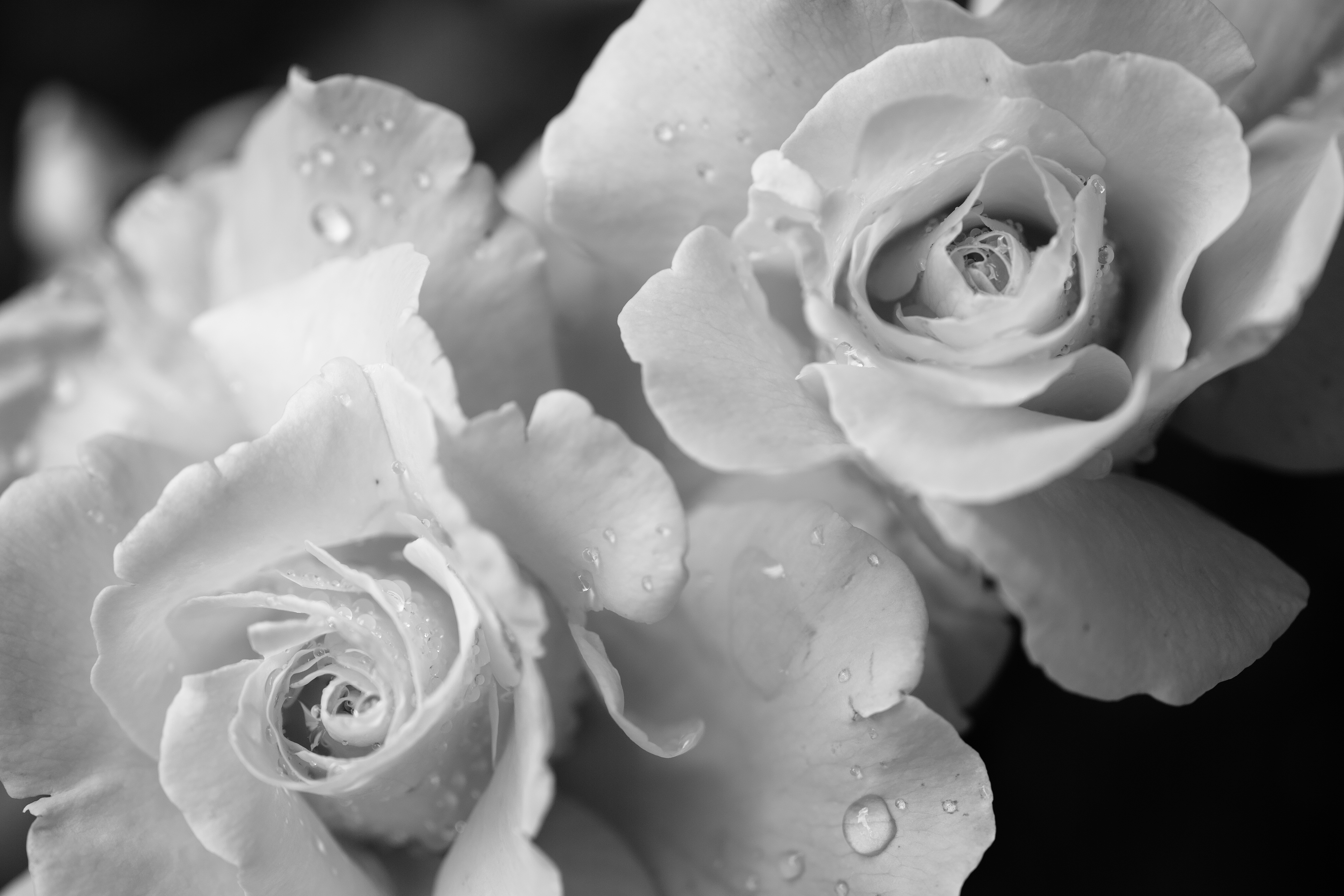 Rose Flower Petals Drops Macro Black-and-white